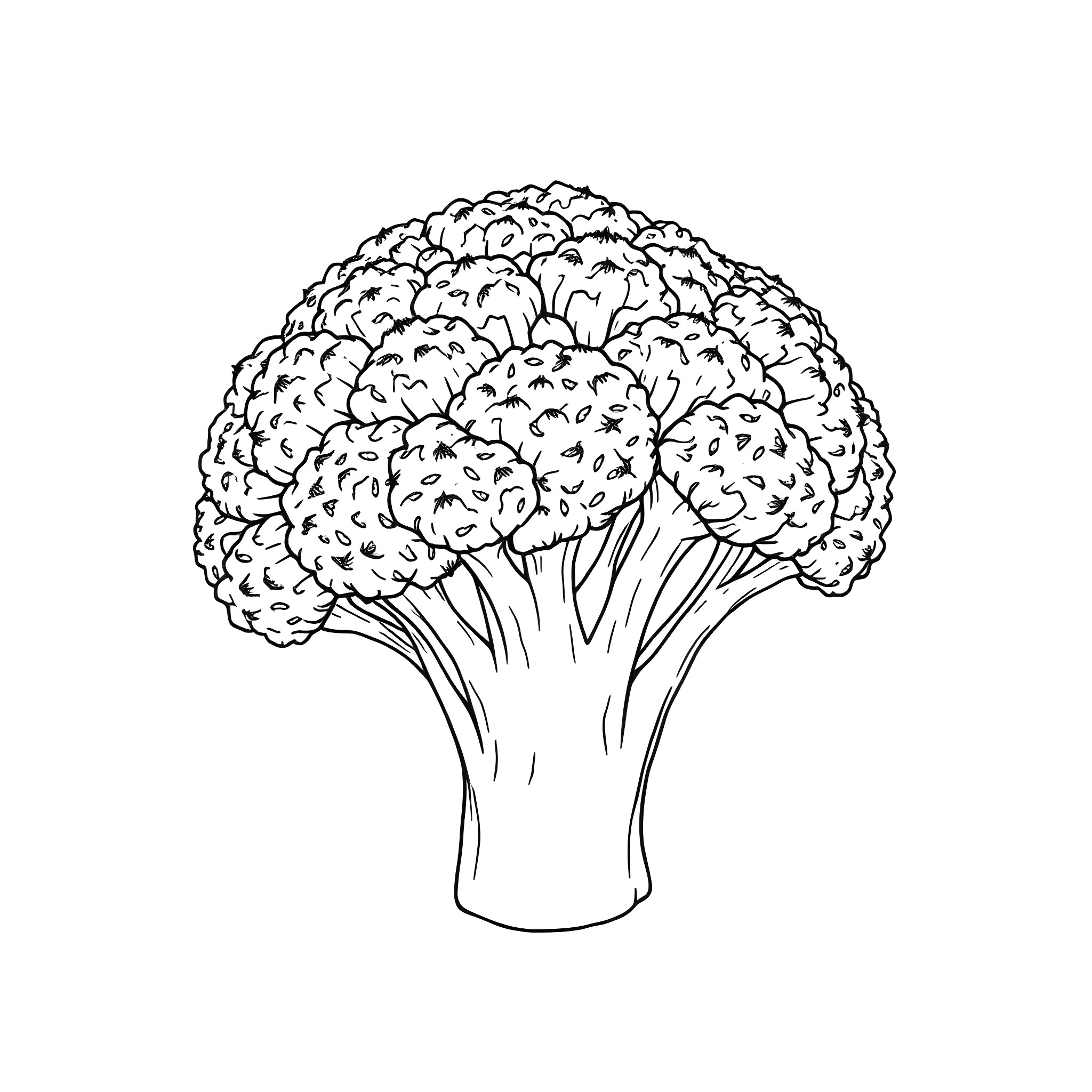 Broccoli bunch in black and white sketch Coloring Page (free black-and-white line drawing printable PDF for all, from beginners to advanced learners, including children, teens, adults, and seniors)