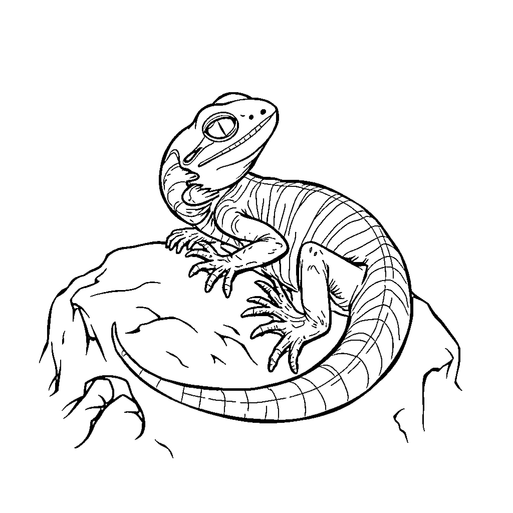 Lizard climbing on rocks Coloring Page (free black-and-white line drawing printable PDF for all, from beginners to advanced learners, including children, teens, adults, and seniors)