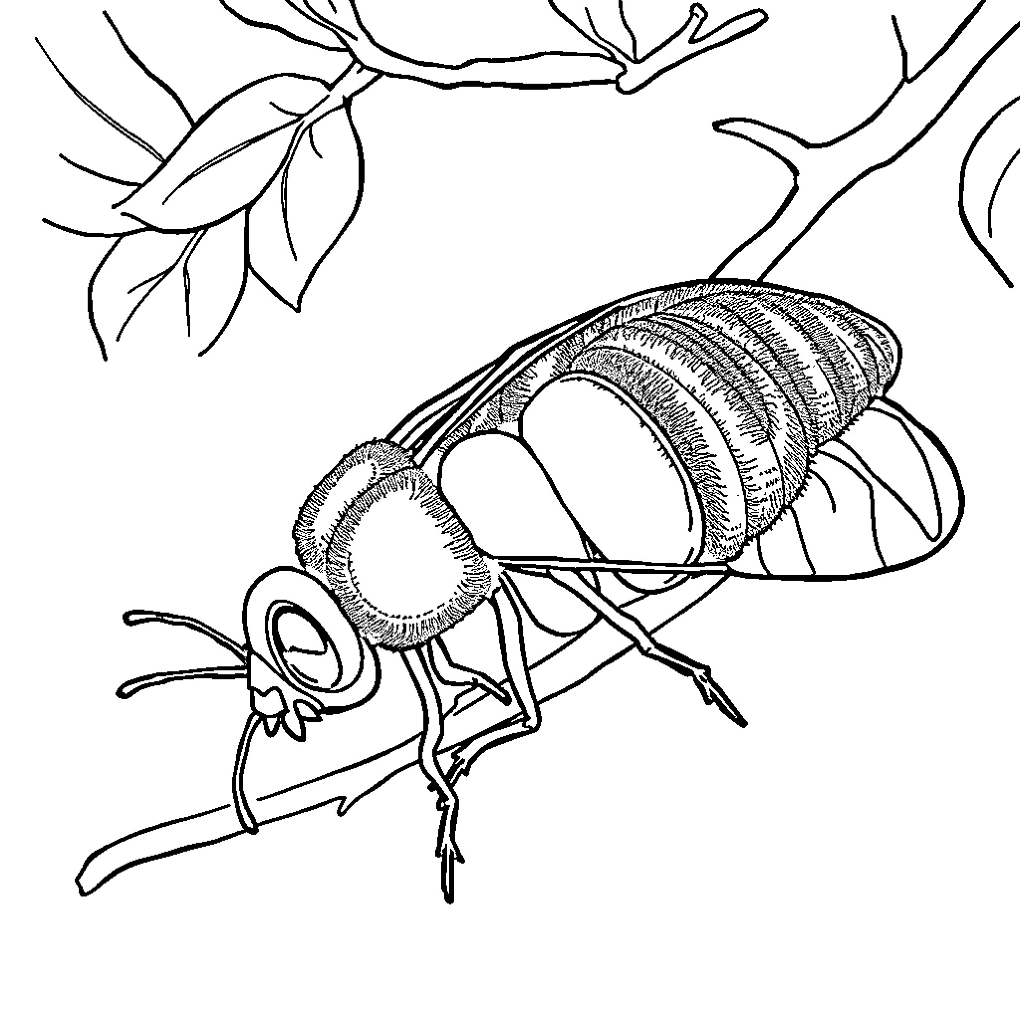 Butterfly perched on branch with detailed textures Coloring Page (free black-and-white line drawing printable PDF for all, from beginners to advanced learners, including children, teens, adults, and seniors)