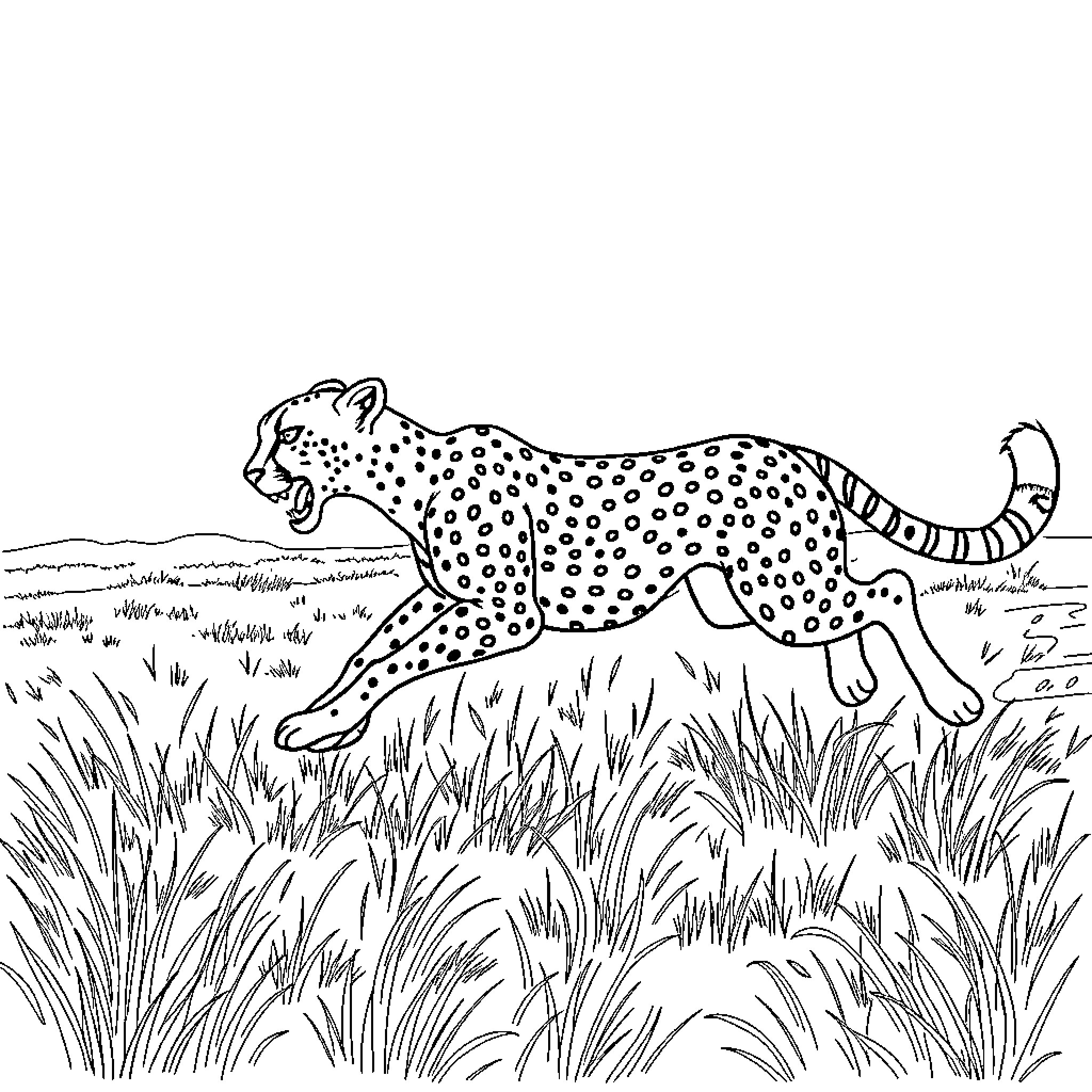 Cheetah stalking through the grassland Coloring Page (free black-and-white line drawing printable PDF for all, from beginners to advanced learners, including children, teens, adults, and seniors)