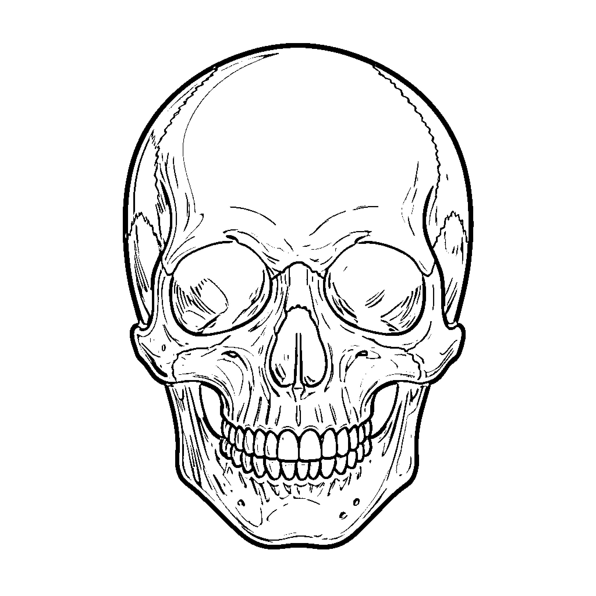 Skull facing forward with detailed facial features Coloring Page (free black-and-white line drawing printable PDF for all, from beginners to advanced learners, including children, teens, adults, and seniors)