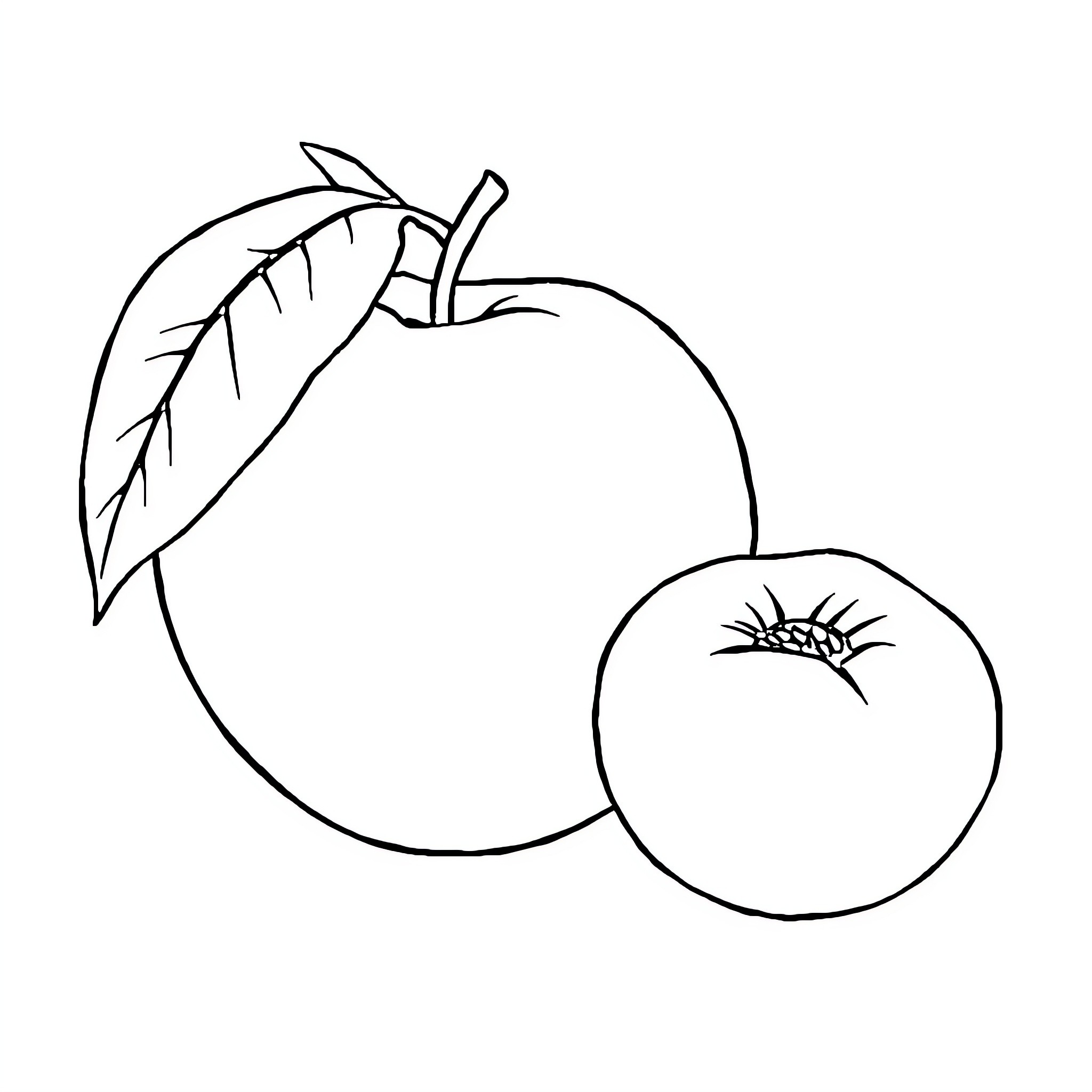 Peach fruit with stem and leaf Coloring Page (free black-and-white line drawing printable PDF for all, from beginners to advanced learners, including children, teens, adults, and seniors)