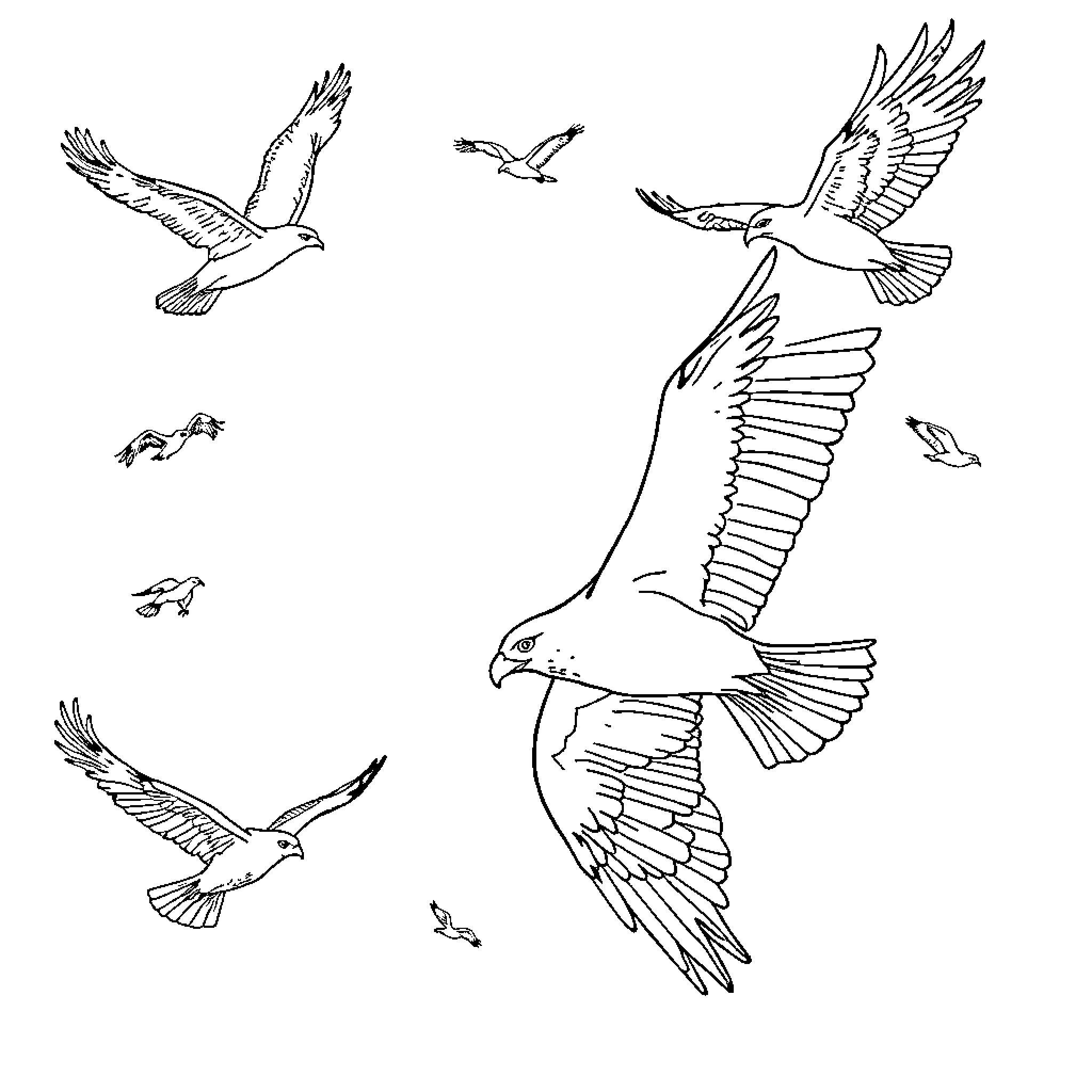 Birds soaring gracefully in the sky Coloring Page (free black-and-white line drawing printable PDF for all, from beginners to advanced learners, including children, teens, adults, and seniors)