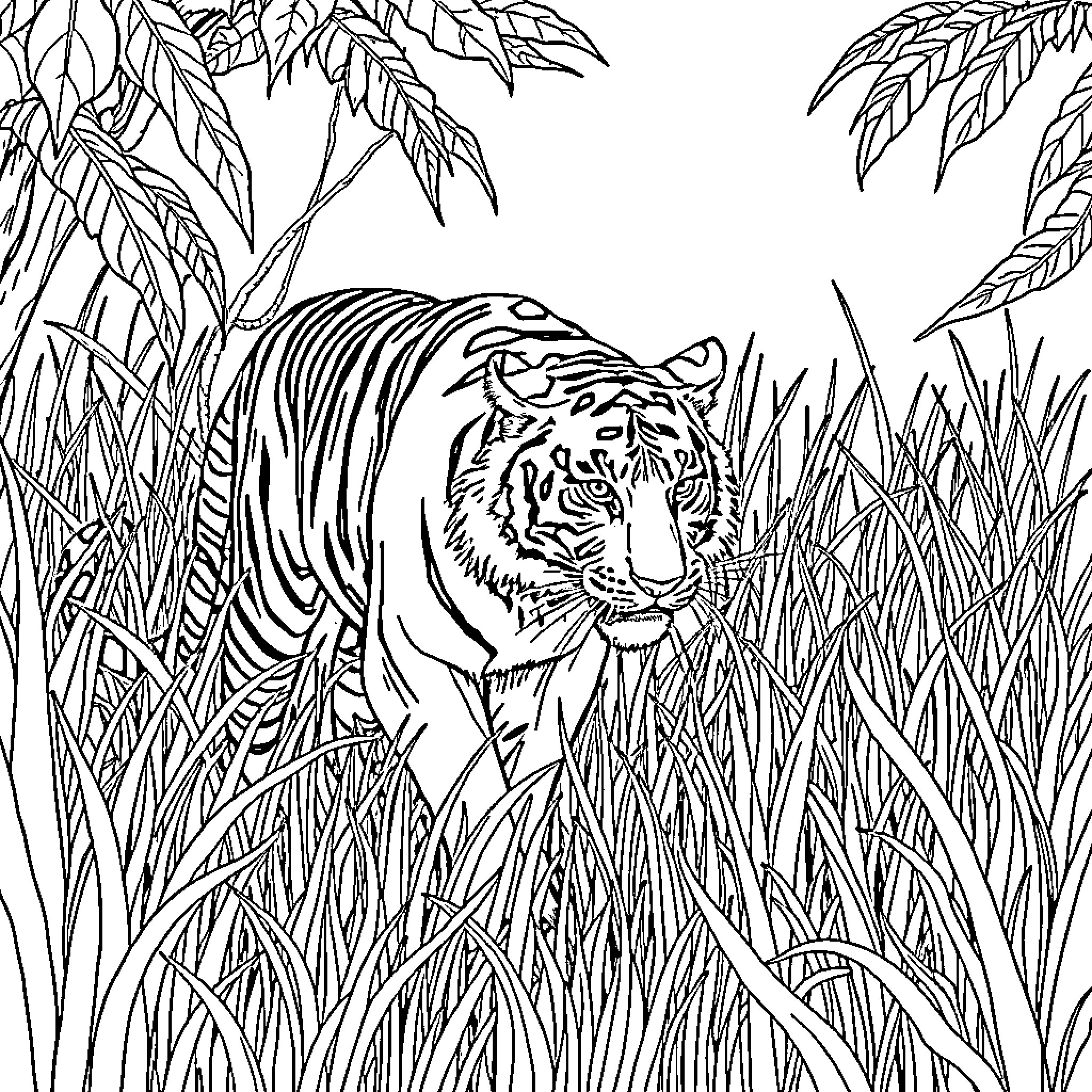 Tiger stalking through lush jungle foliage Coloring Page (free black-and-white line drawing printable PDF for all, from beginners to advanced learners, including children, teens, adults, and seniors)