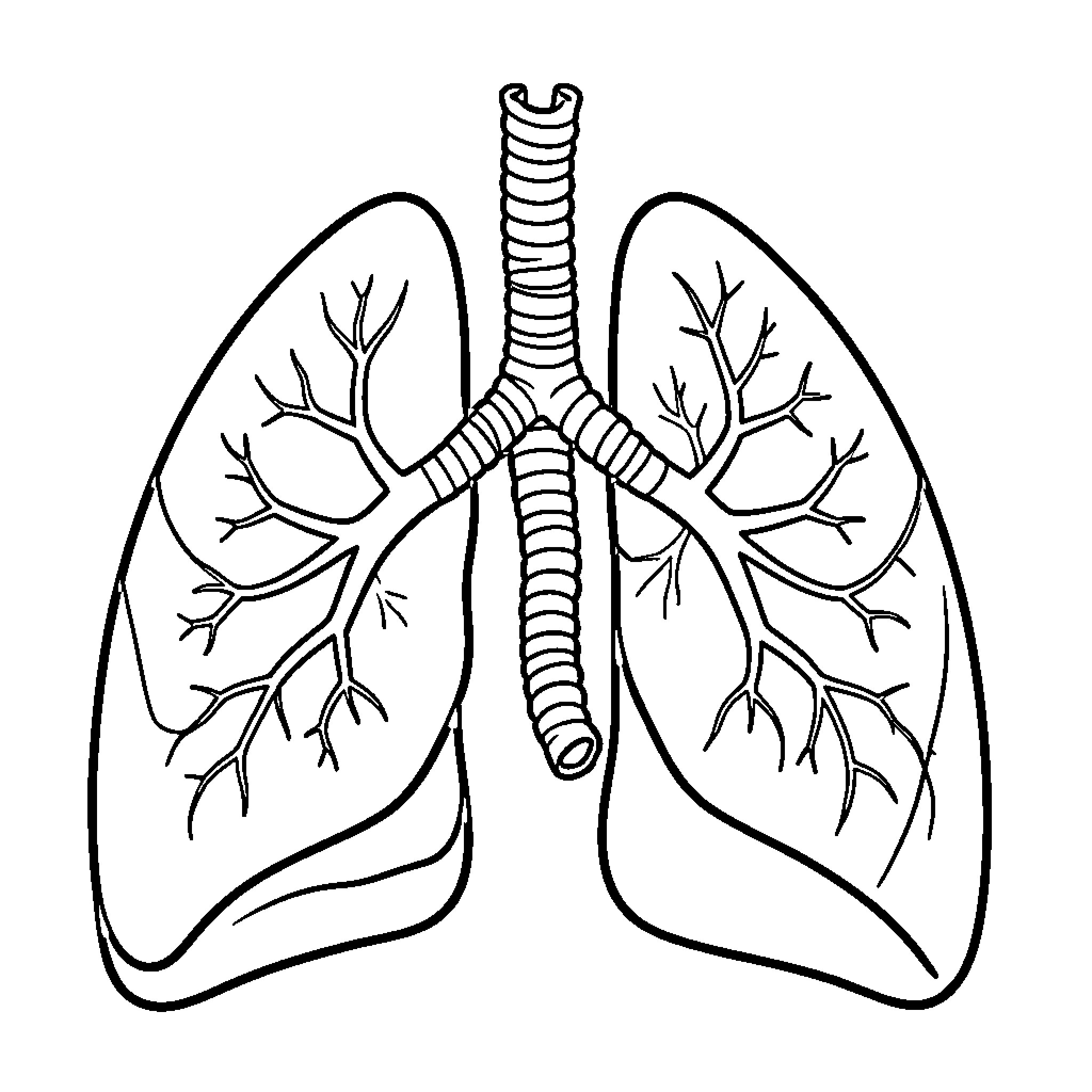 Respiratory System showing the lungs and trachea structure Coloring Page (free black-and-white line drawing printable PDF for all, from beginners to advanced learners, including children, teens, adults, and seniors)