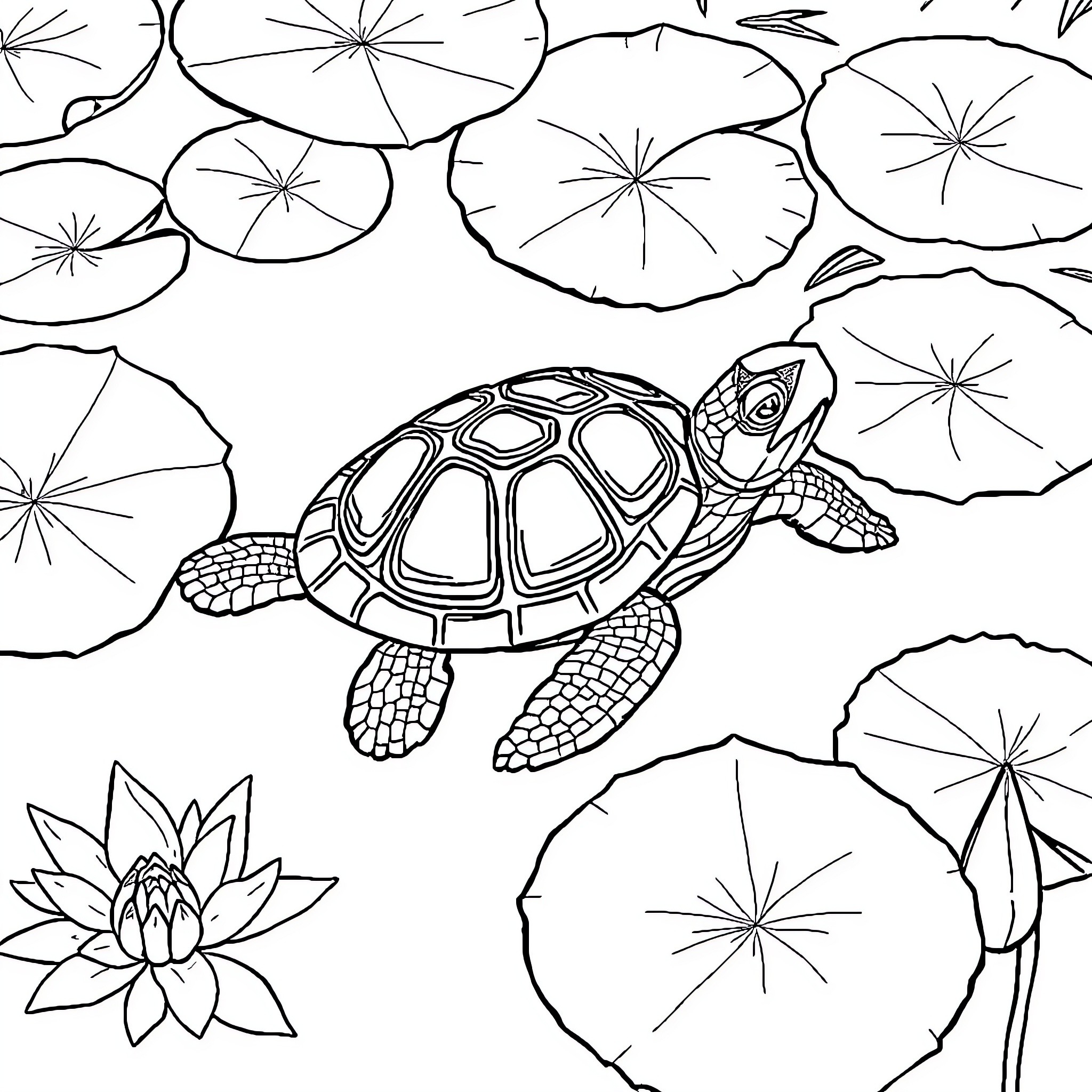 Turtle swimming among lily pads Coloring Page (free black-and-white line drawing printable PDF for all, from beginners to advanced learners, including children, teens, adults, and seniors)