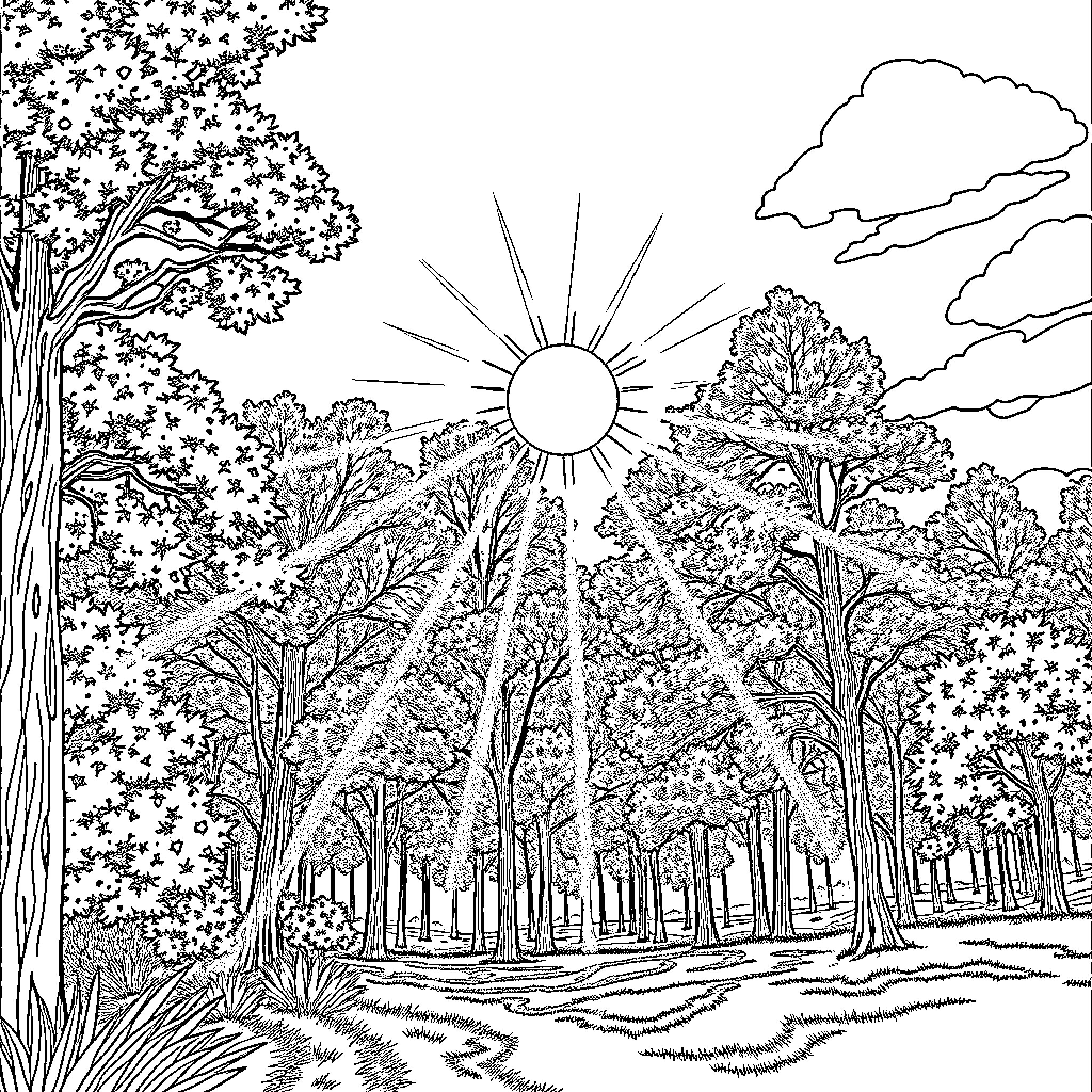 Sunshine Shines Through the Lush Woodland Scenery Coloring Page (free black-and-white line drawing printable PDF for all, from beginners to advanced learners, including children, teens, adults, and seniors)