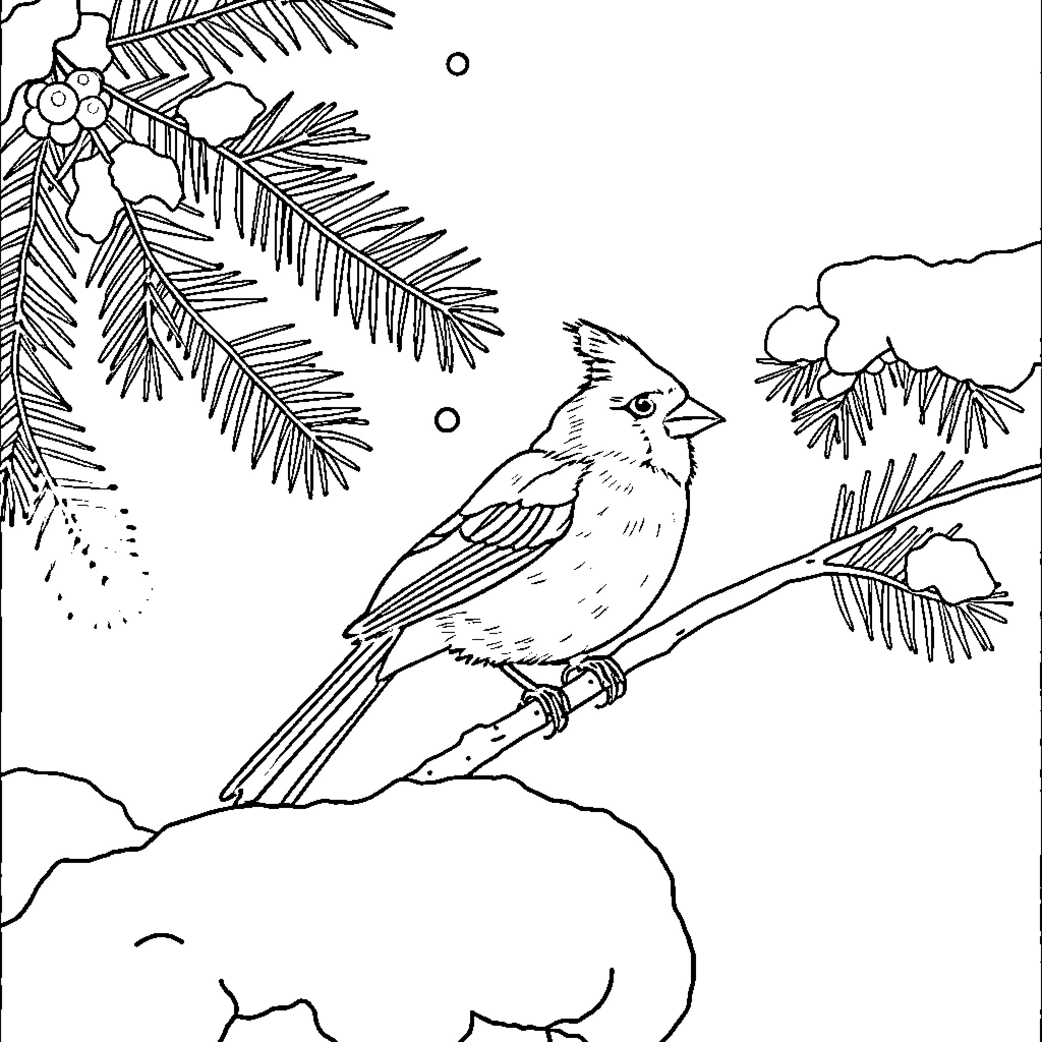 Cardinal perching on snowy tree branch Coloring Page (free black-and-white line drawing printable PDF for all, from beginners to advanced learners, including children, teens, adults, and seniors)
