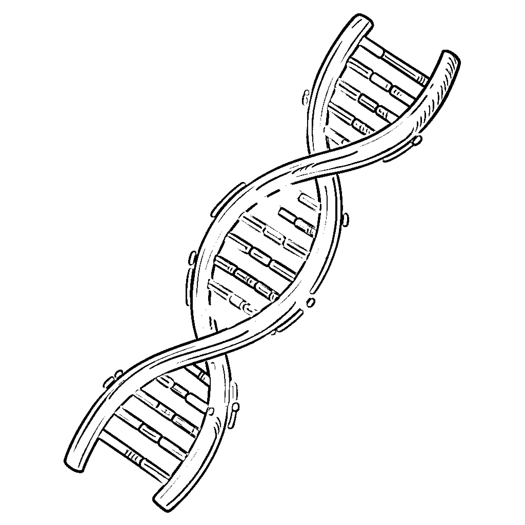 DNA Helix Structure Illustration Coloring Page (free black-and-white line drawing printable PDF for all, from beginners to advanced learners, including children, teens, adults, and seniors)
