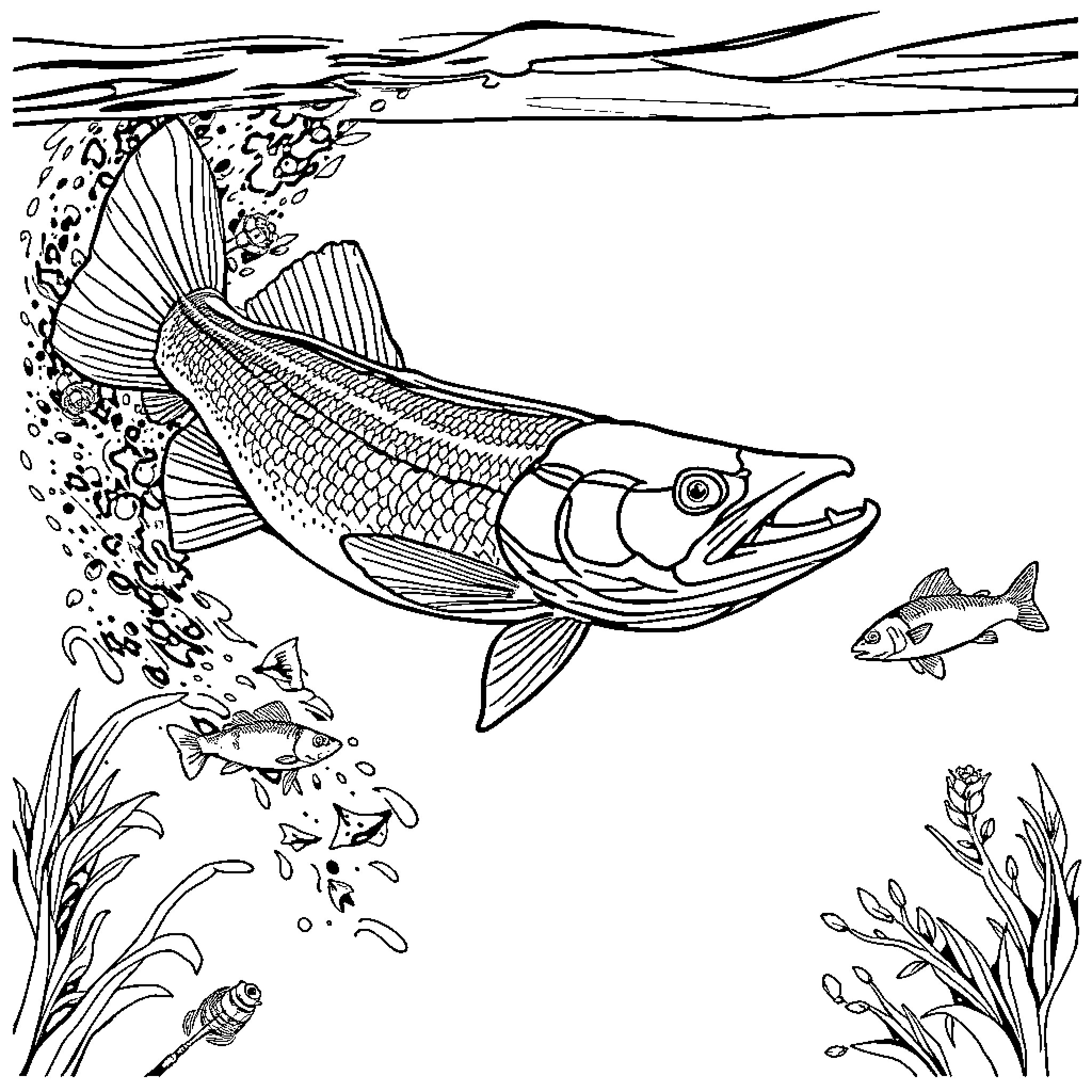 Pike hunting smaller fish in the underwater scene Coloring Page (free black-and-white line drawing printable PDF for all, from beginners to advanced learners, including children, teens, adults, and seniors)