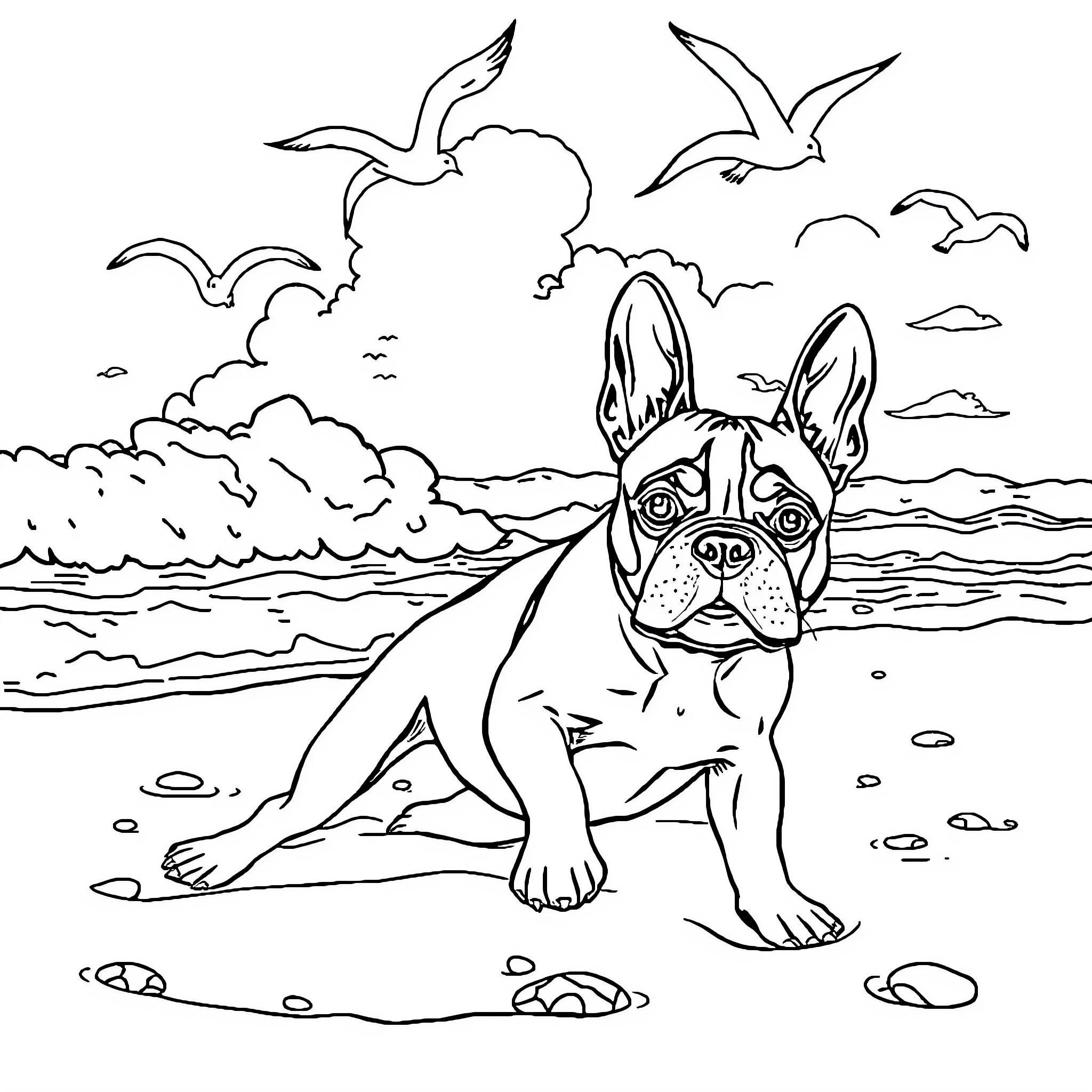 Boston Terrier enjoying the beach with seagulls Coloring Page (free black-and-white line drawing printable PDF for all, from beginners to advanced learners, including children, teens, adults, and seniors)