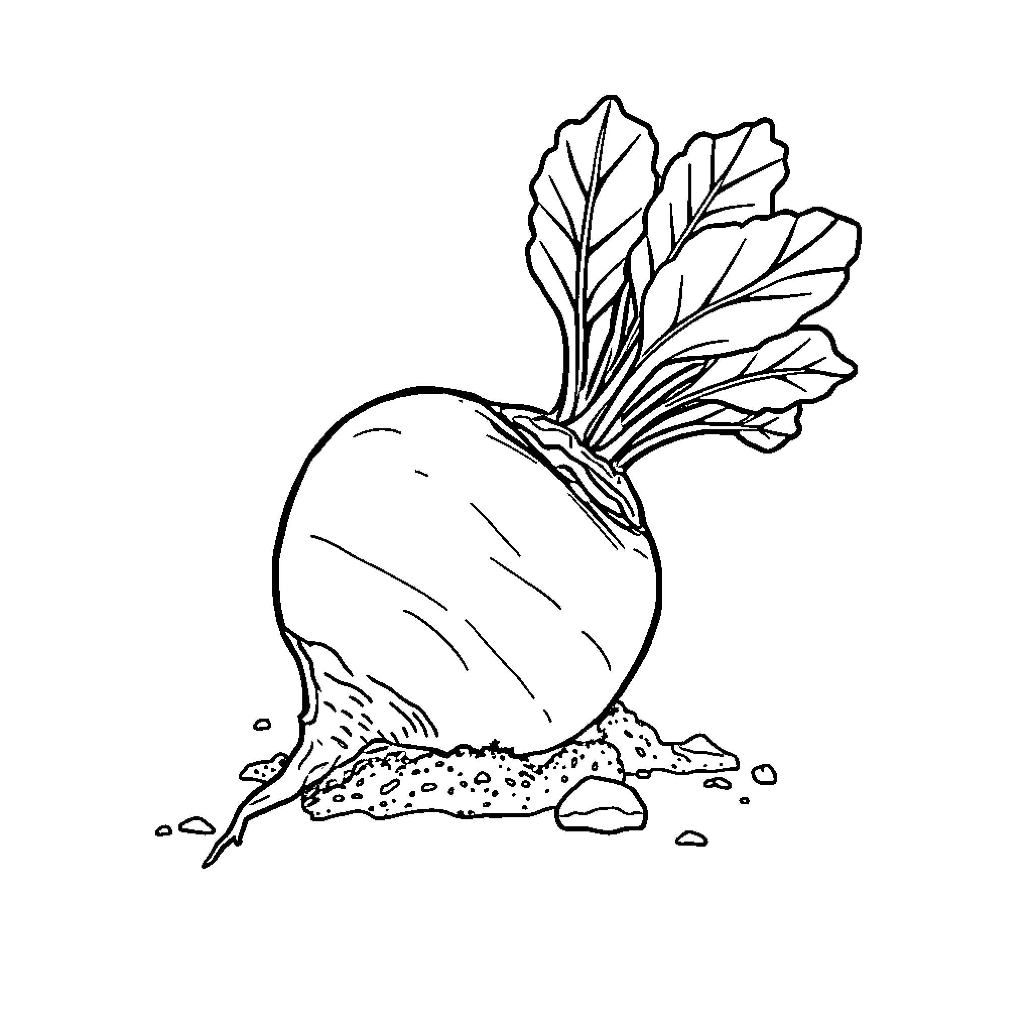 Radish growing in the soil Coloring Page (free black-and-white line drawing printable PDF for all, from beginners to advanced learners, including children, teens, adults, and seniors)