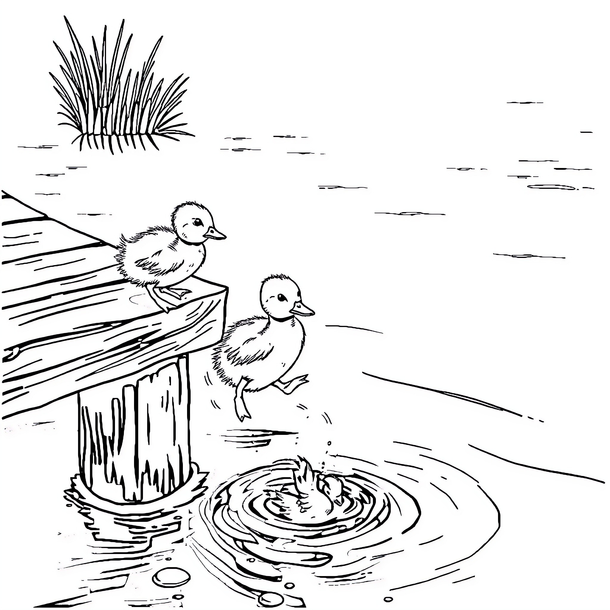 Ducklings exploring the pond Coloring Page (free black-and-white line drawing printable PDF for all, from beginners to advanced learners, including children, teens, adults, and seniors)