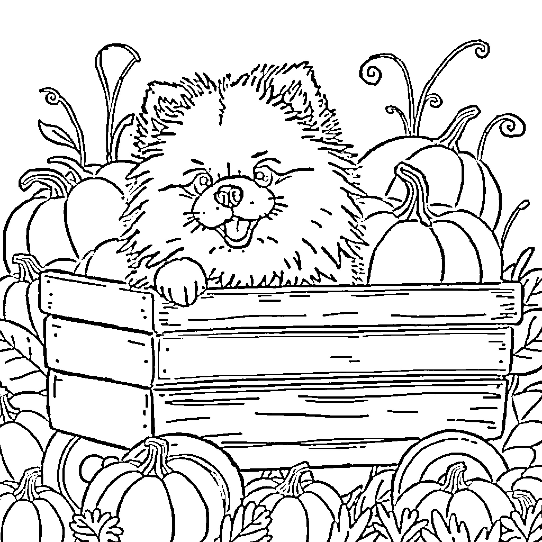 Pomeranian in a pumpkin patch Coloring Page (free black-and-white line drawing printable PDF for all, from beginners to advanced learners, including children, teens, adults, and seniors)