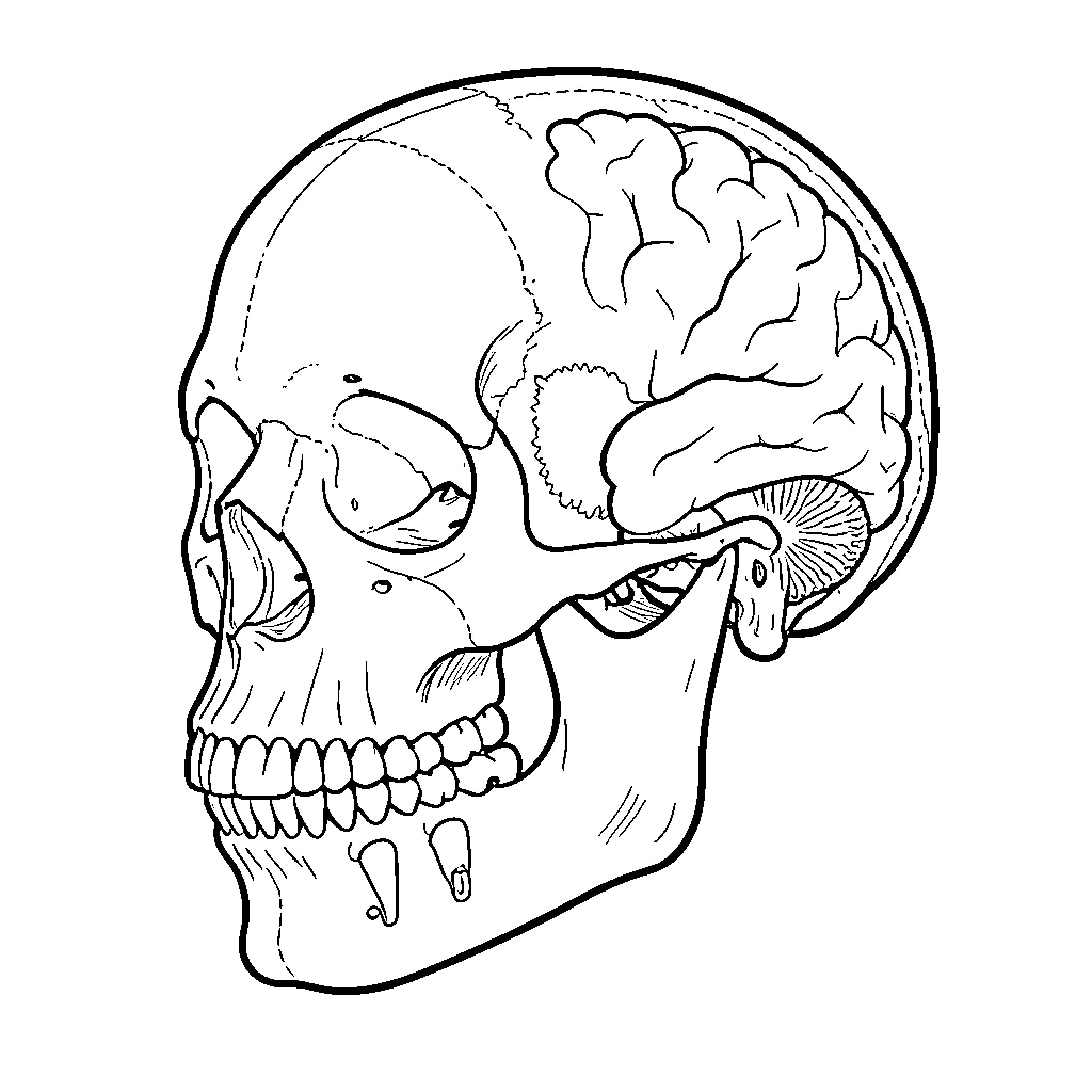 Skull revealing the anatomical structure of the brain Coloring Page (free black-and-white line drawing printable PDF for all, from beginners to advanced learners, including children, teens, adults, and seniors)