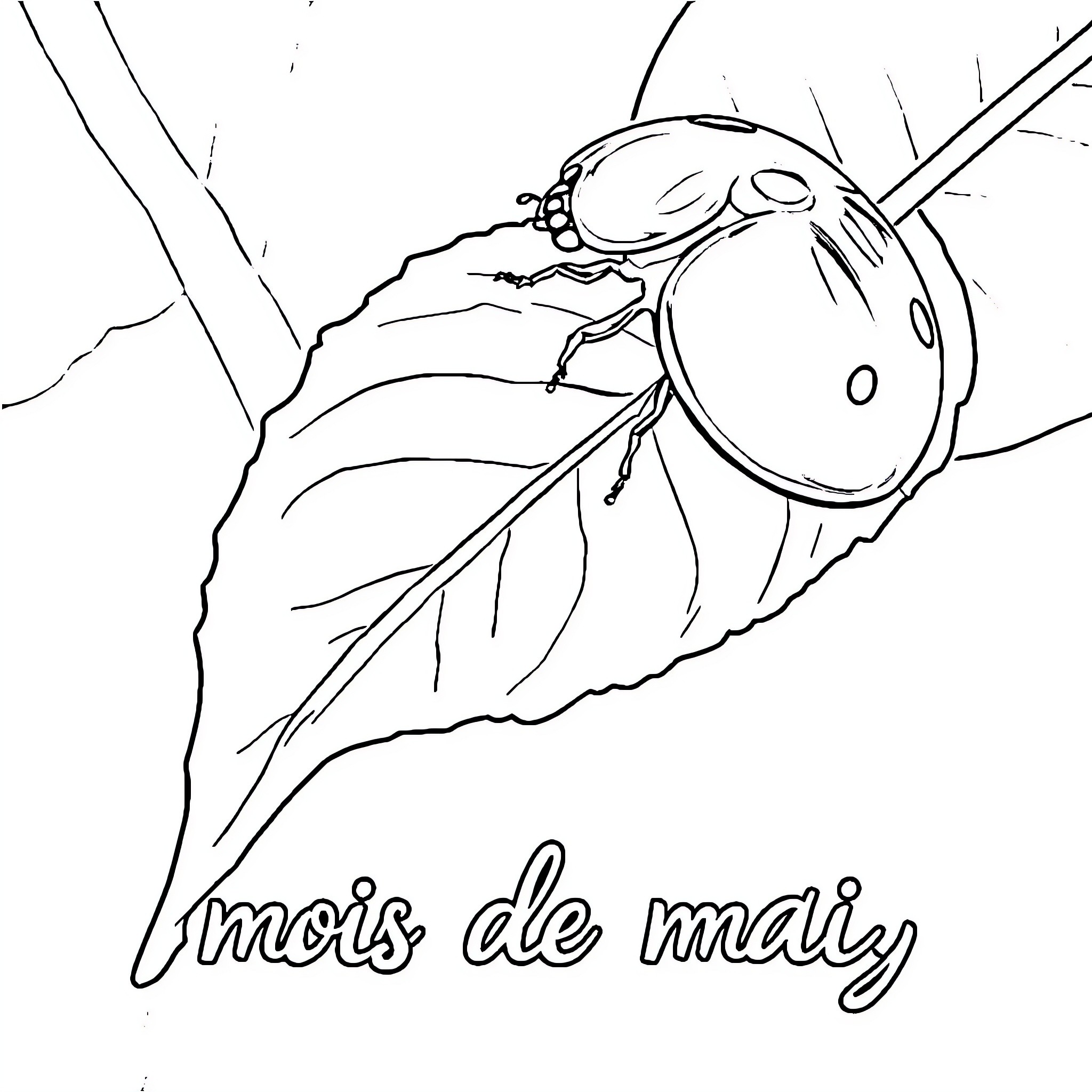 Ladybug exploring the leaf Coloring Page (free black-and-white line drawing printable PDF for all, from beginners to advanced learners, including children, teens, adults, and seniors)