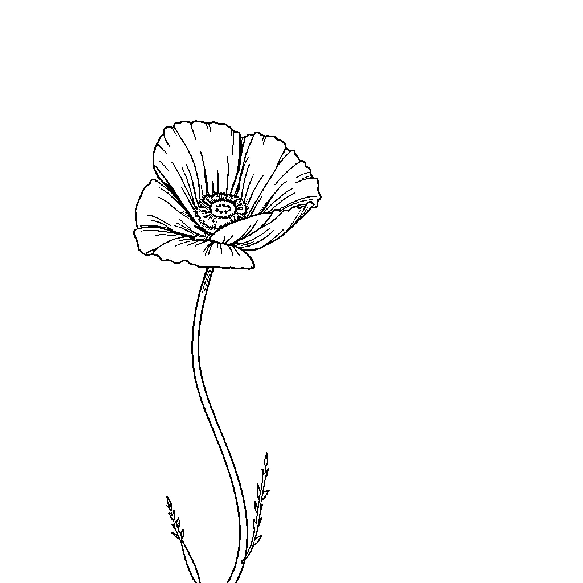 Poppy flower in simple line art Coloring Page (free black-and-white line drawing printable PDF for all, from beginners to advanced learners, including children, teens, adults, and seniors)