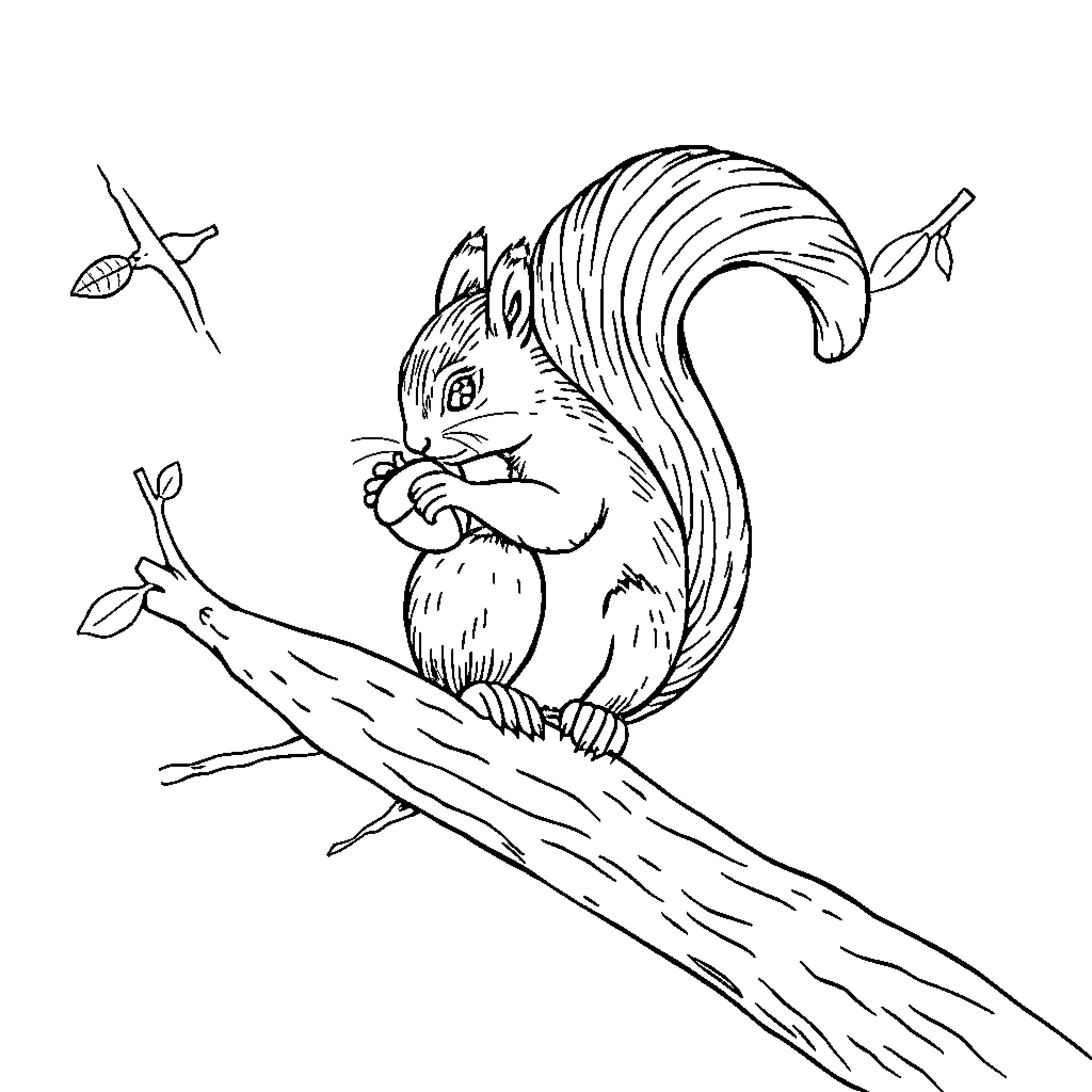 Squirrel enjoying acorn on tree branch Coloring Page (free black-and-white line drawing printable PDF for all, from beginners to advanced learners, including children, teens, adults, and seniors)