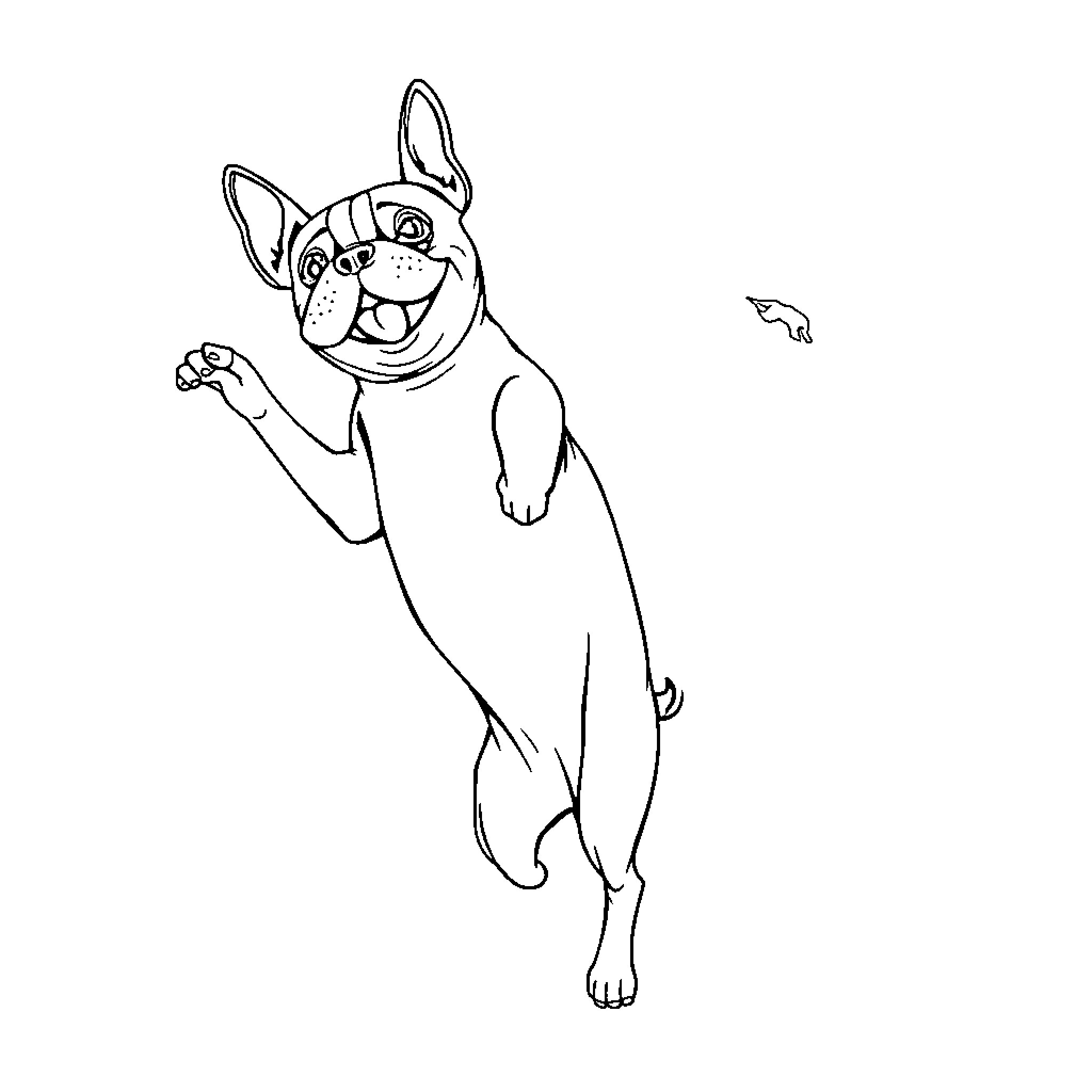 Boston Terrier playfully running towards butterflies Coloring Page (free black-and-white line drawing printable PDF for all, from beginners to advanced learners, including children, teens, adults, and seniors)