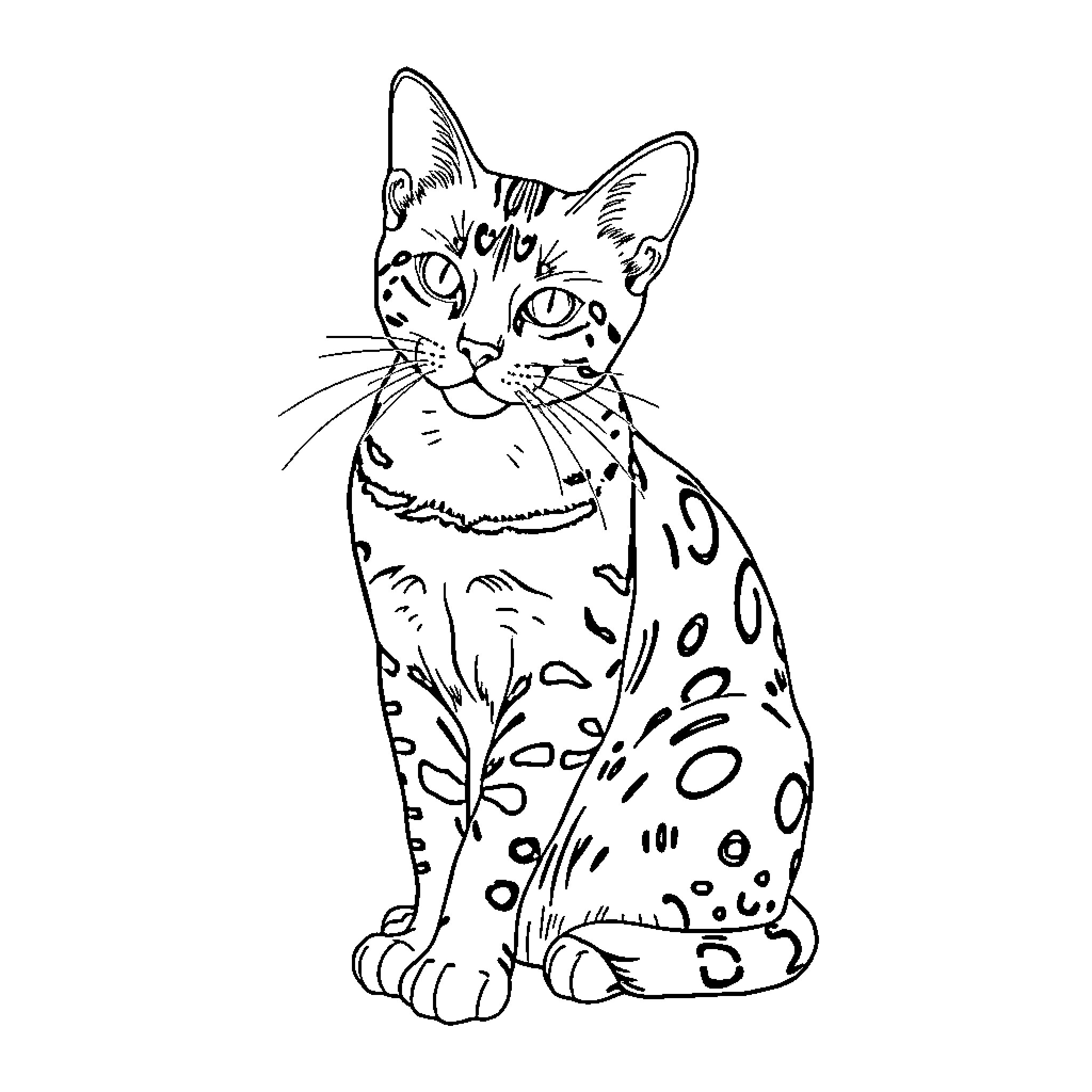 Bengal Cat Sitting Calmly Coloring Page (free black-and-white line drawing printable PDF for all, from beginners to advanced learners, including children, teens, adults, and seniors)
