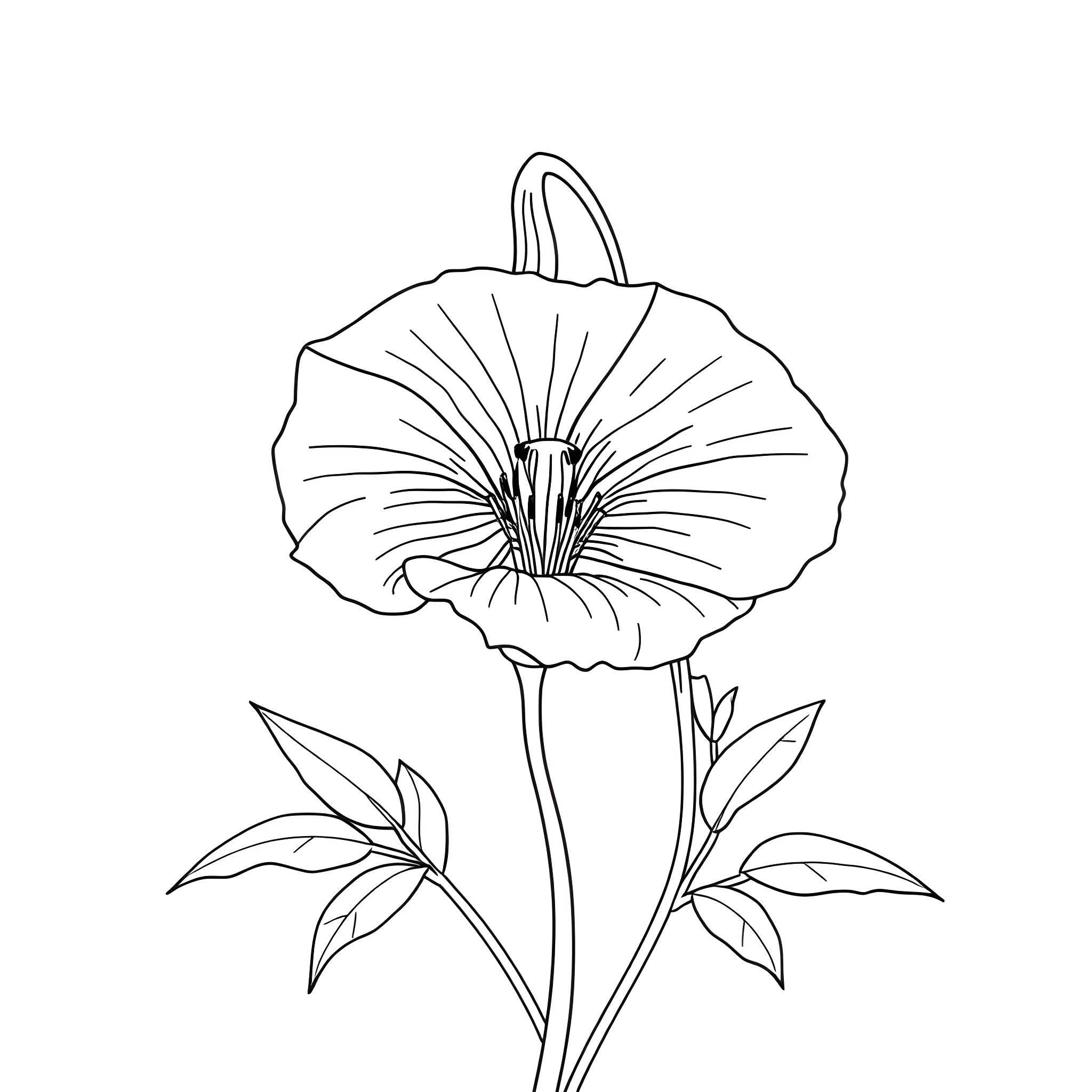Bellflower with Radiant Petals Coloring Page (free black-and-white line drawing printable PDF for all, from beginners to advanced learners, including children, teens, adults, and seniors)