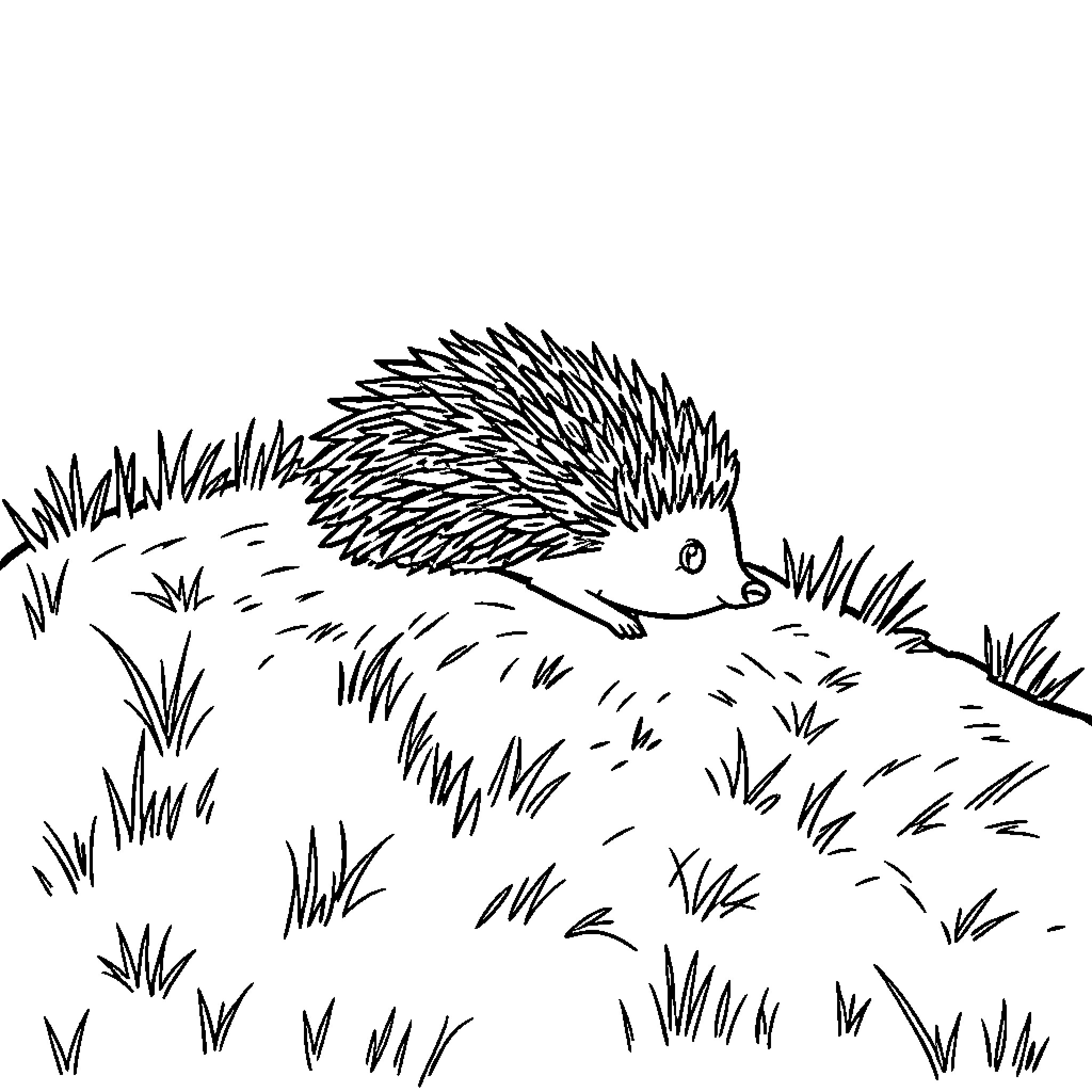 Hedgehog exploring the grassy field Coloring Page (free black-and-white line drawing printable PDF for all, from beginners to advanced learners, including children, teens, adults, and seniors)