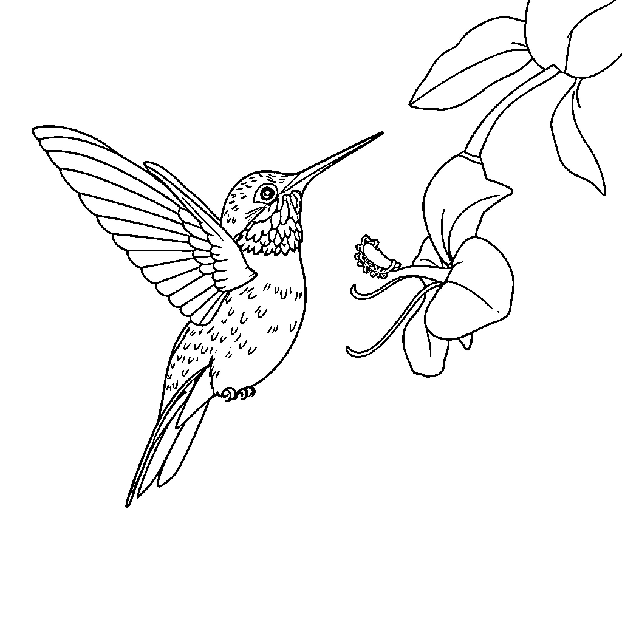 Hummingbird feeding on a flower Coloring Page (free black-and-white line drawing printable PDF for all, from beginners to advanced learners, including children, teens, adults, and seniors)