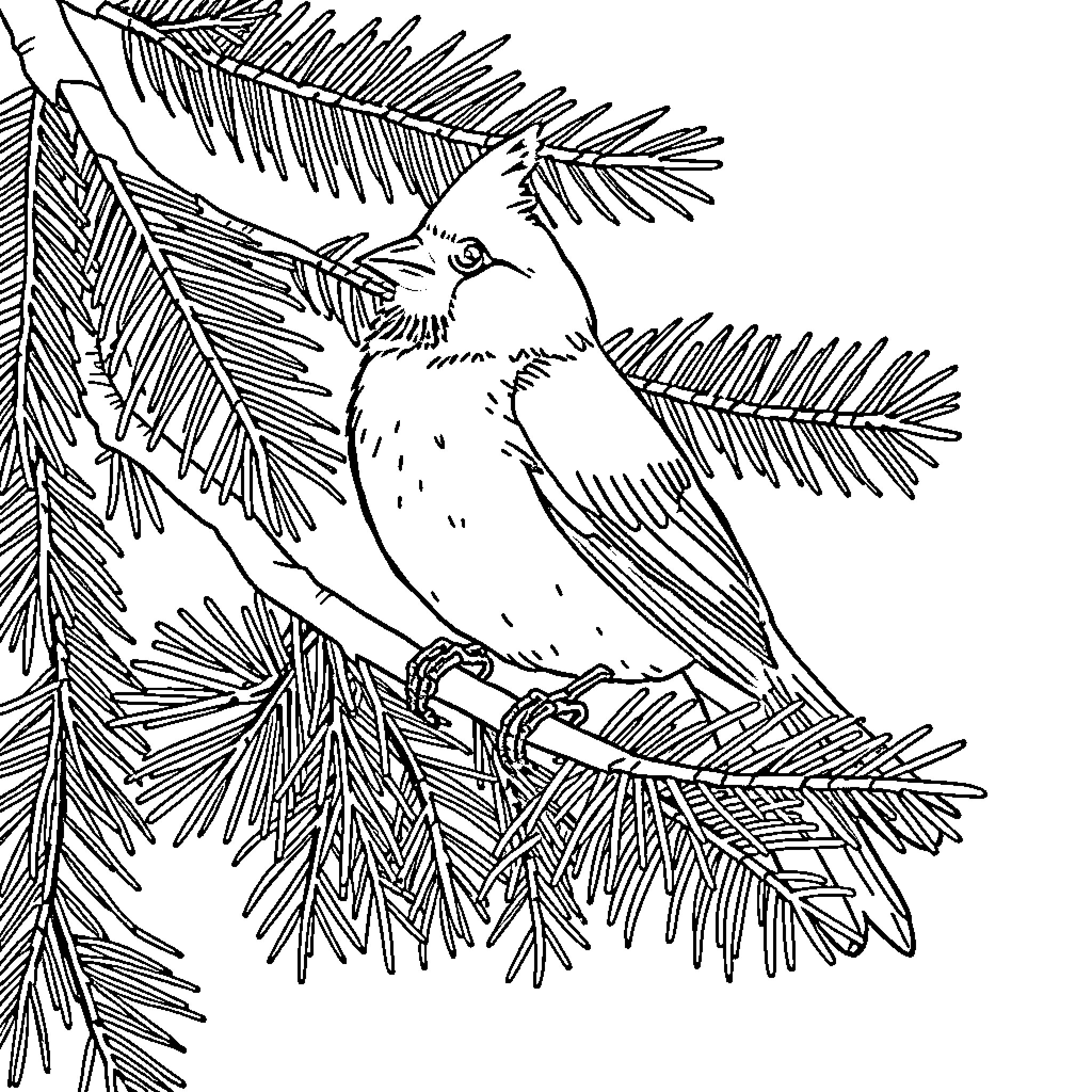 Cardinal perched amidst pine branches Coloring Page (free black-and-white line drawing printable PDF for all, from beginners to advanced learners, including children, teens, adults, and seniors)