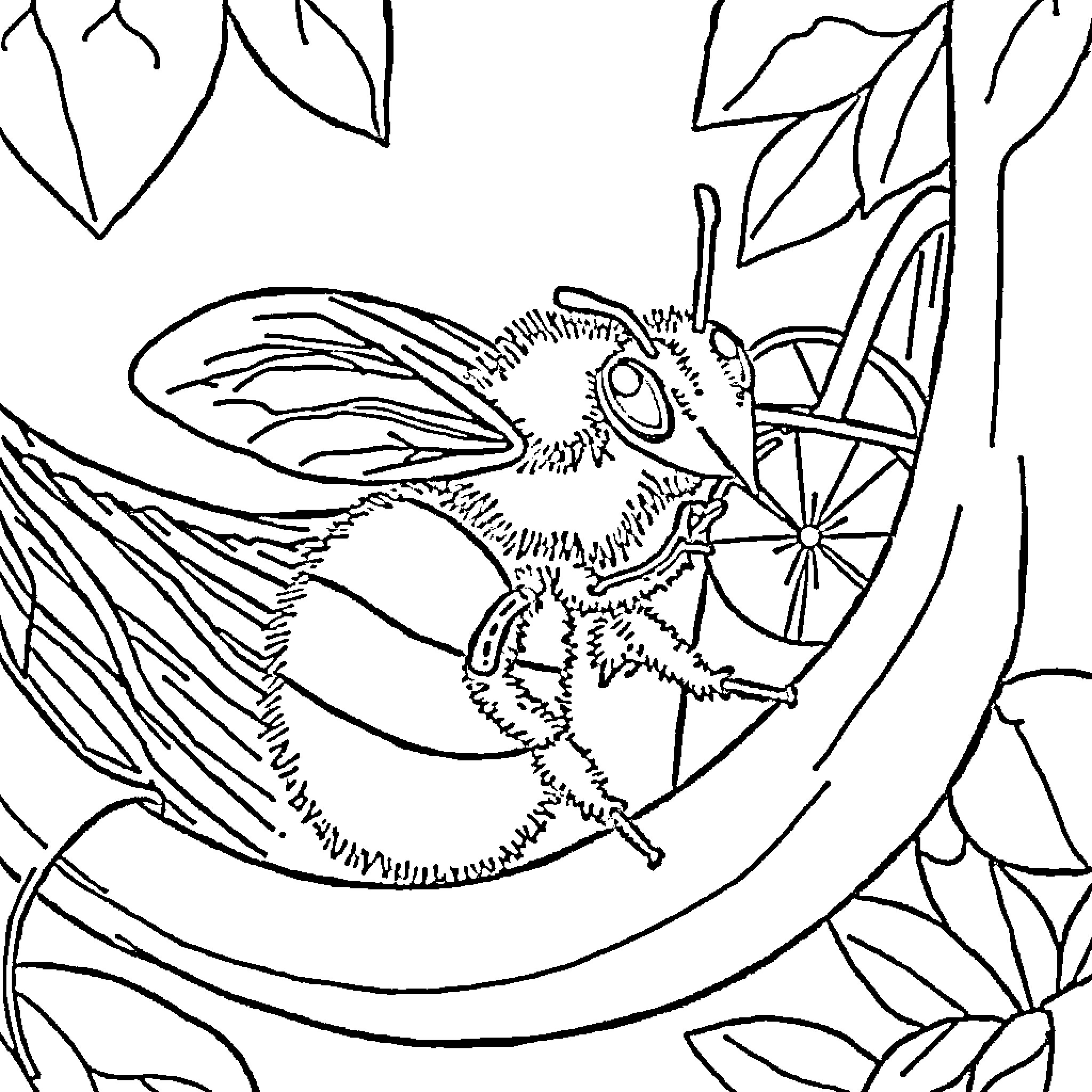 Bee resting in a hammock surrounded by leaves Coloring Page (free black-and-white line drawing printable PDF for all, from beginners to advanced learners, including children, teens, adults, and seniors)