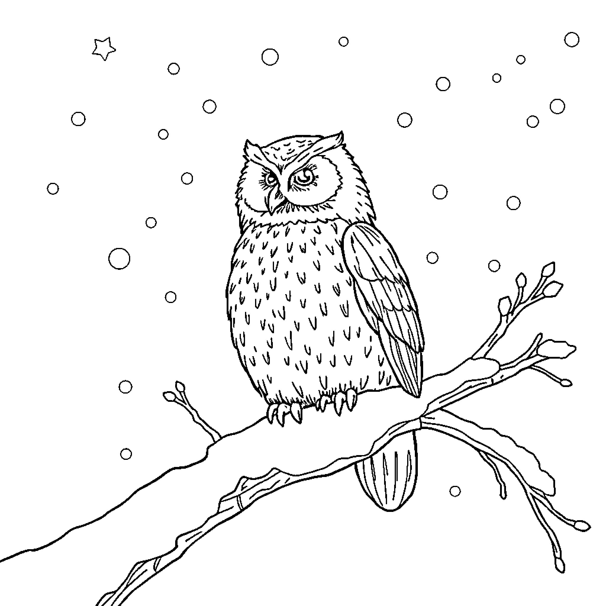 Owl perched on snowy branch with twinkling stars Coloring Page (free black-and-white line drawing printable PDF for all, from beginners to advanced learners, including children, teens, adults, and seniors)