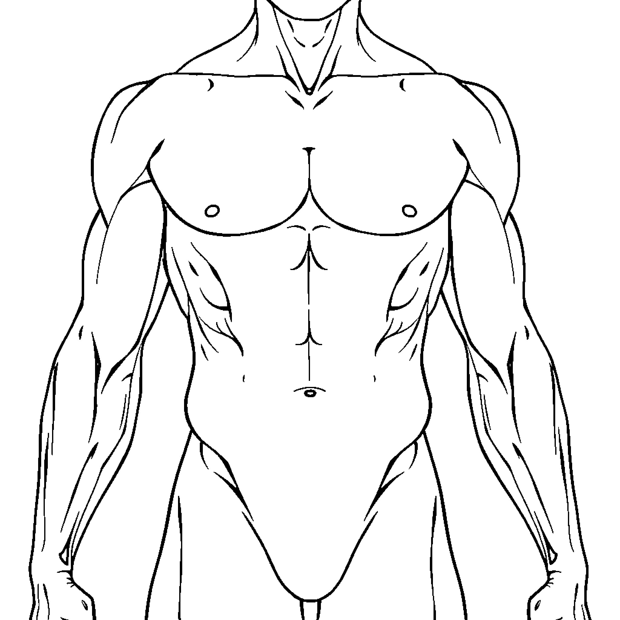 Cuerpo Humano - Muscular Male Torso Coloring Page (free black-and-white line drawing printable PDF for all, from beginners to advanced learners, including children, teens, adults, and seniors)