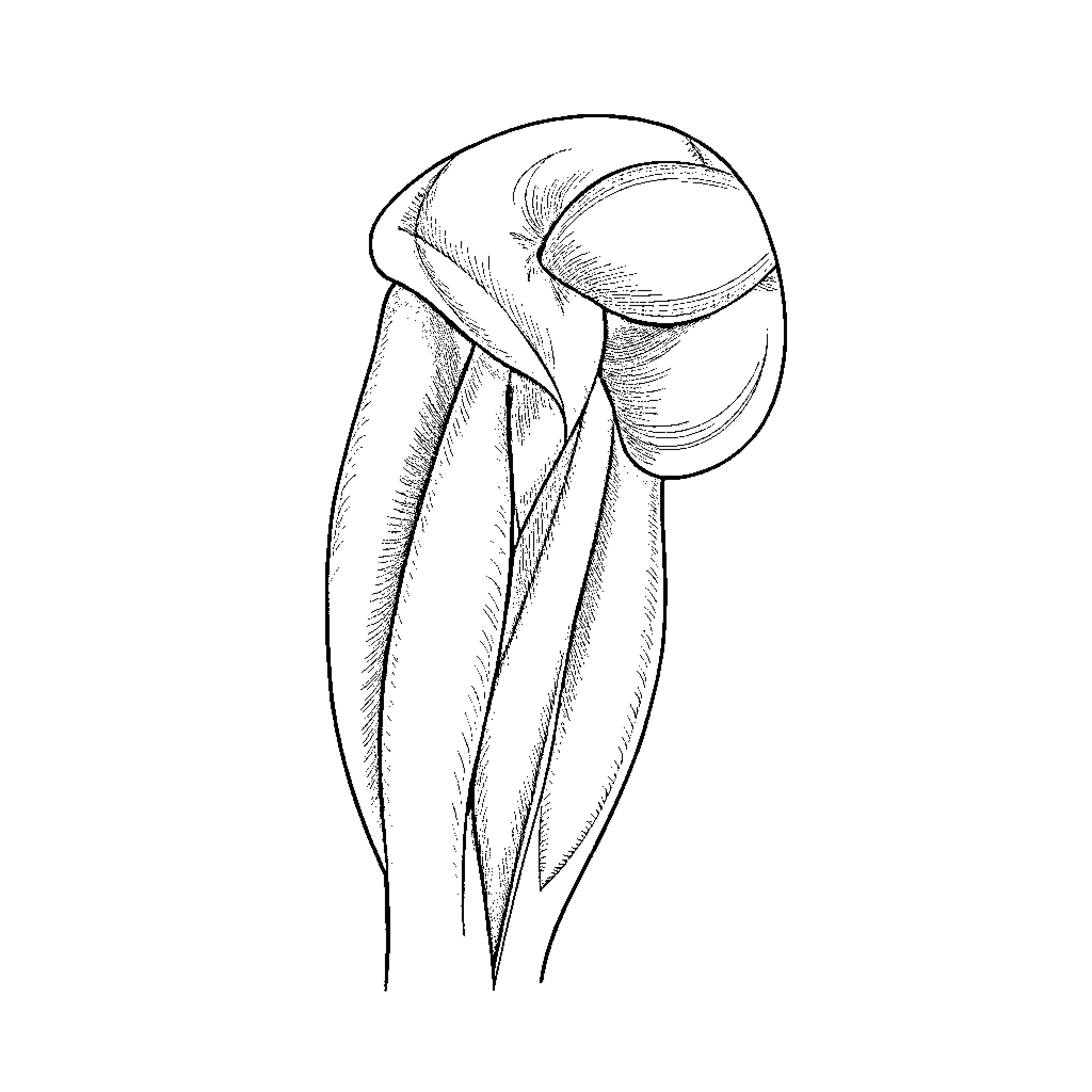 Muscle anatomy illustration Coloring Page (free black-and-white line drawing printable PDF for all, from beginners to advanced learners, including children, teens, adults, and seniors)