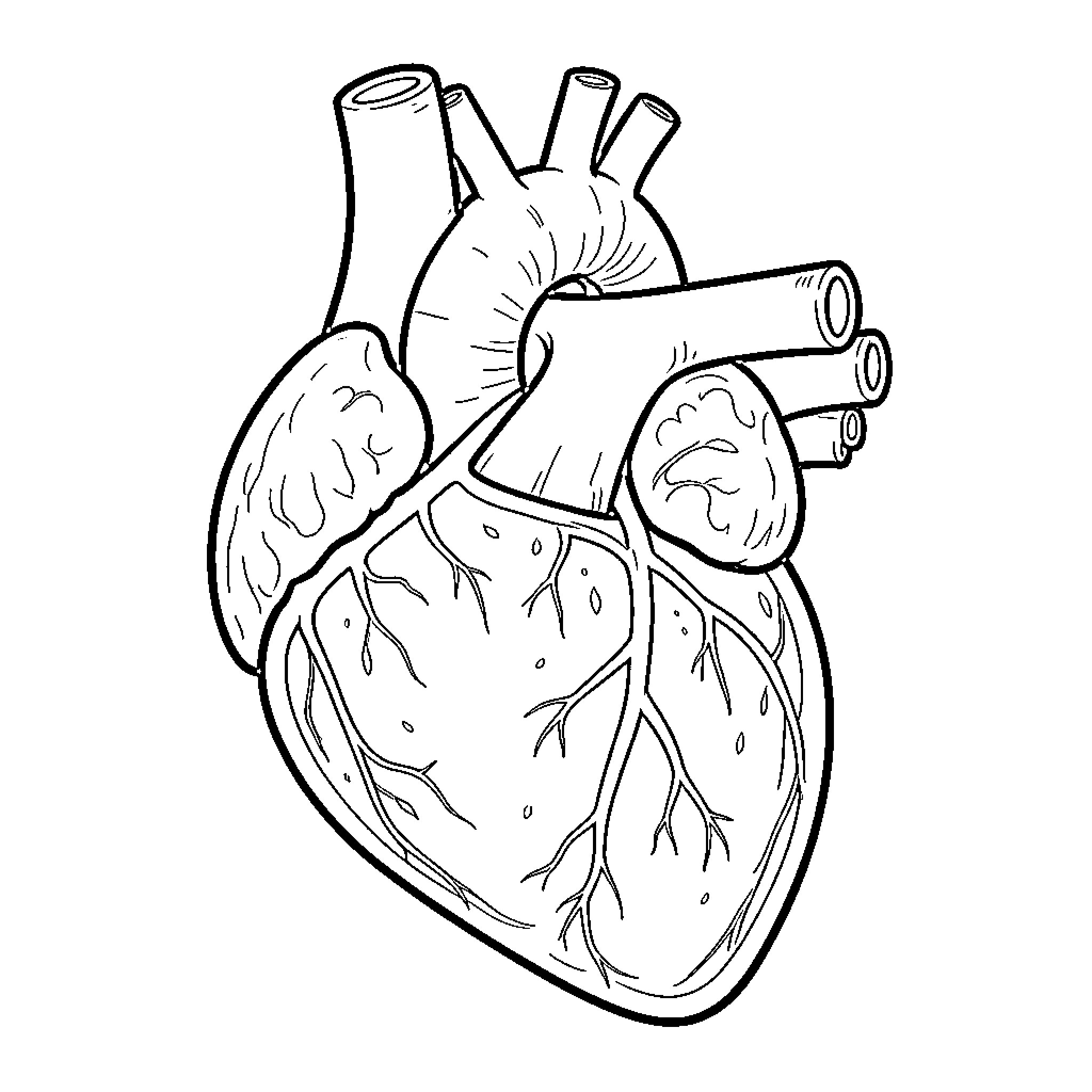 Heart of Anatomy: Intricate Illustration Coloring Page (free black-and-white line drawing printable PDF for all, from beginners to advanced learners, including children, teens, adults, and seniors)