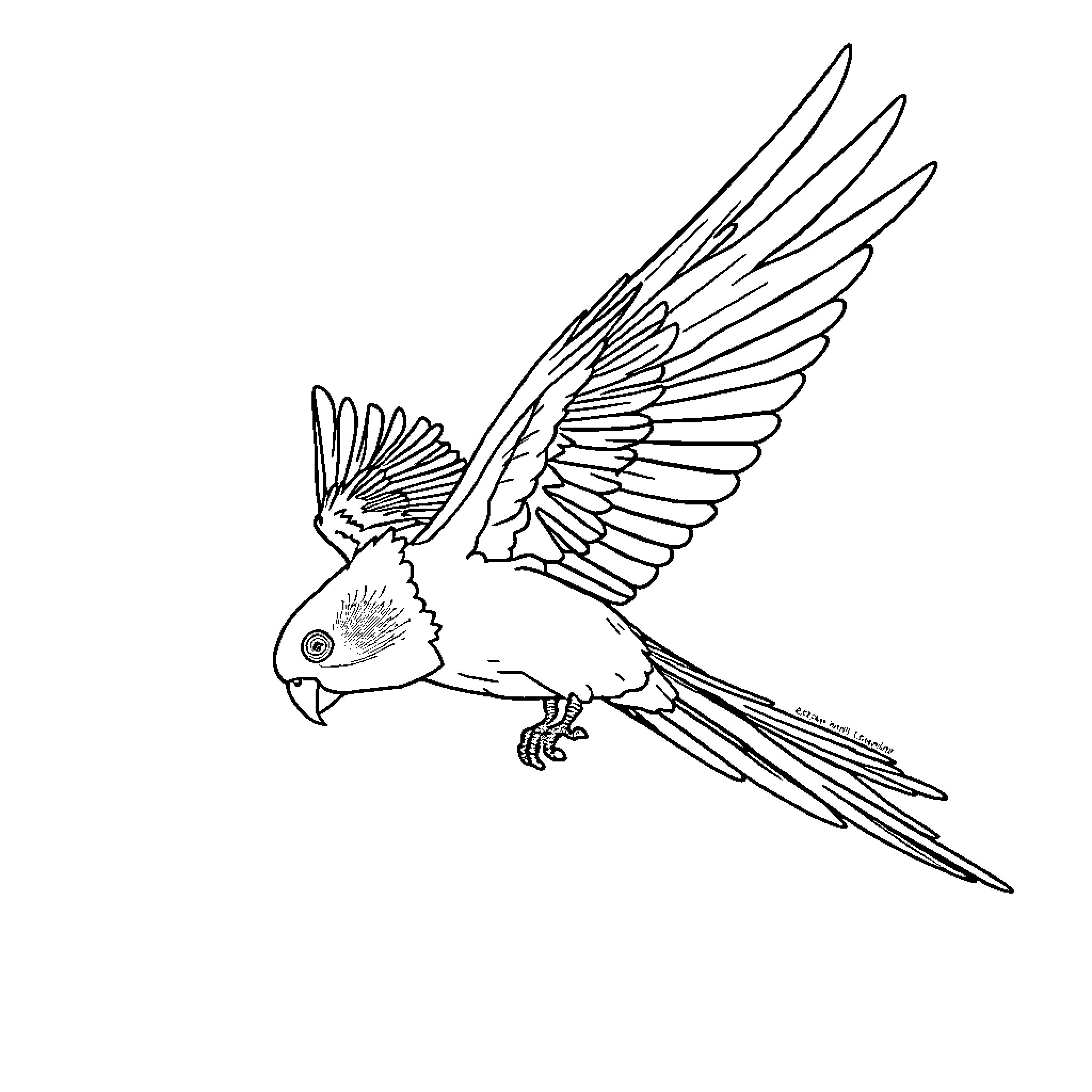 Cockatiel soaring gracefully through the air Coloring Page (free black-and-white line drawing printable PDF for all, from beginners to advanced learners, including children, teens, adults, and seniors)