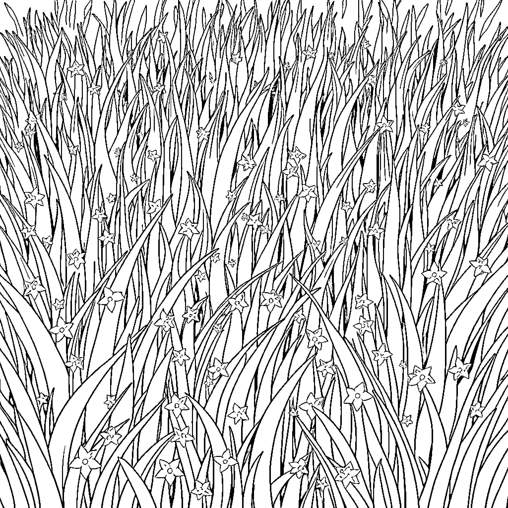 Stargrass in the meadow Coloring Page (free black-and-white line drawing printable PDF for all, from beginners to advanced learners, including children, teens, adults, and seniors)