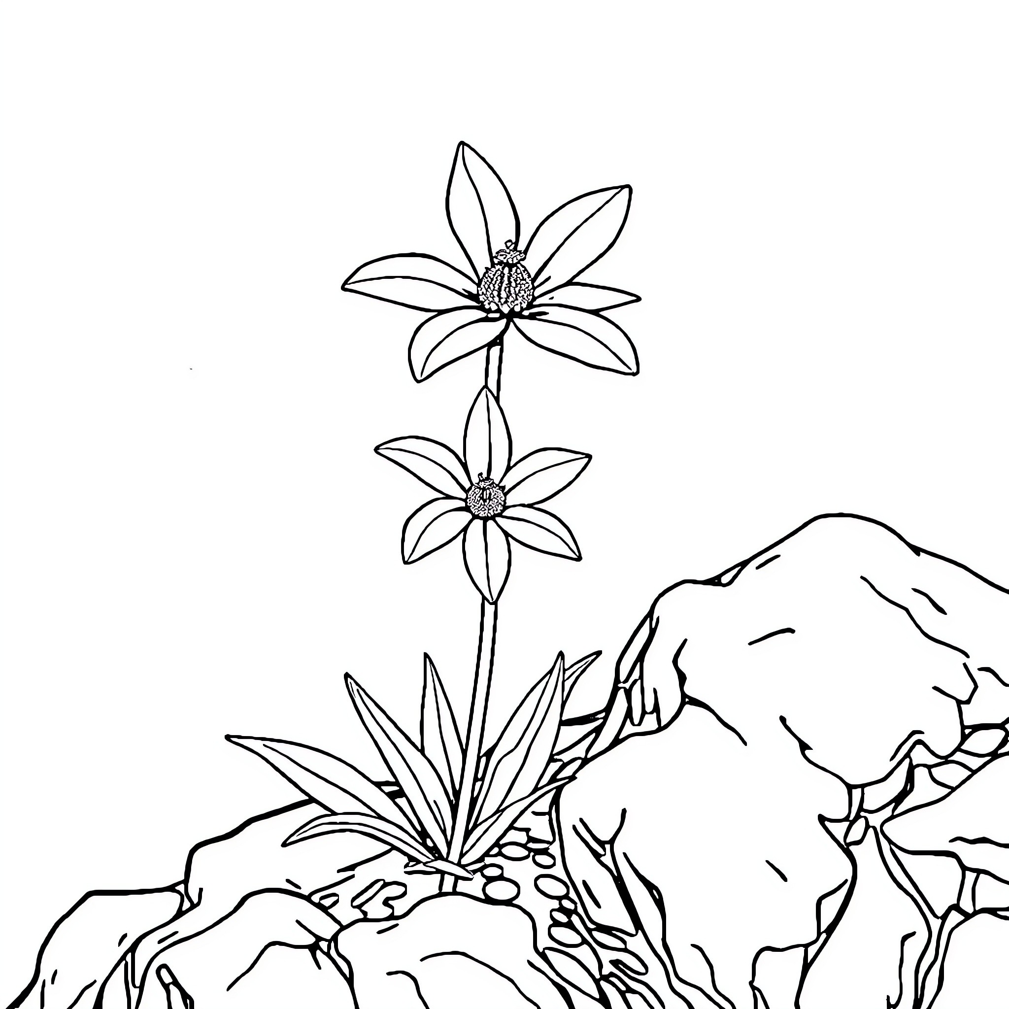 Edelweiss flowers blooming on rocky terrain Coloring Page (free black-and-white line drawing printable PDF for all, from beginners to advanced learners, including children, teens, adults, and seniors)
