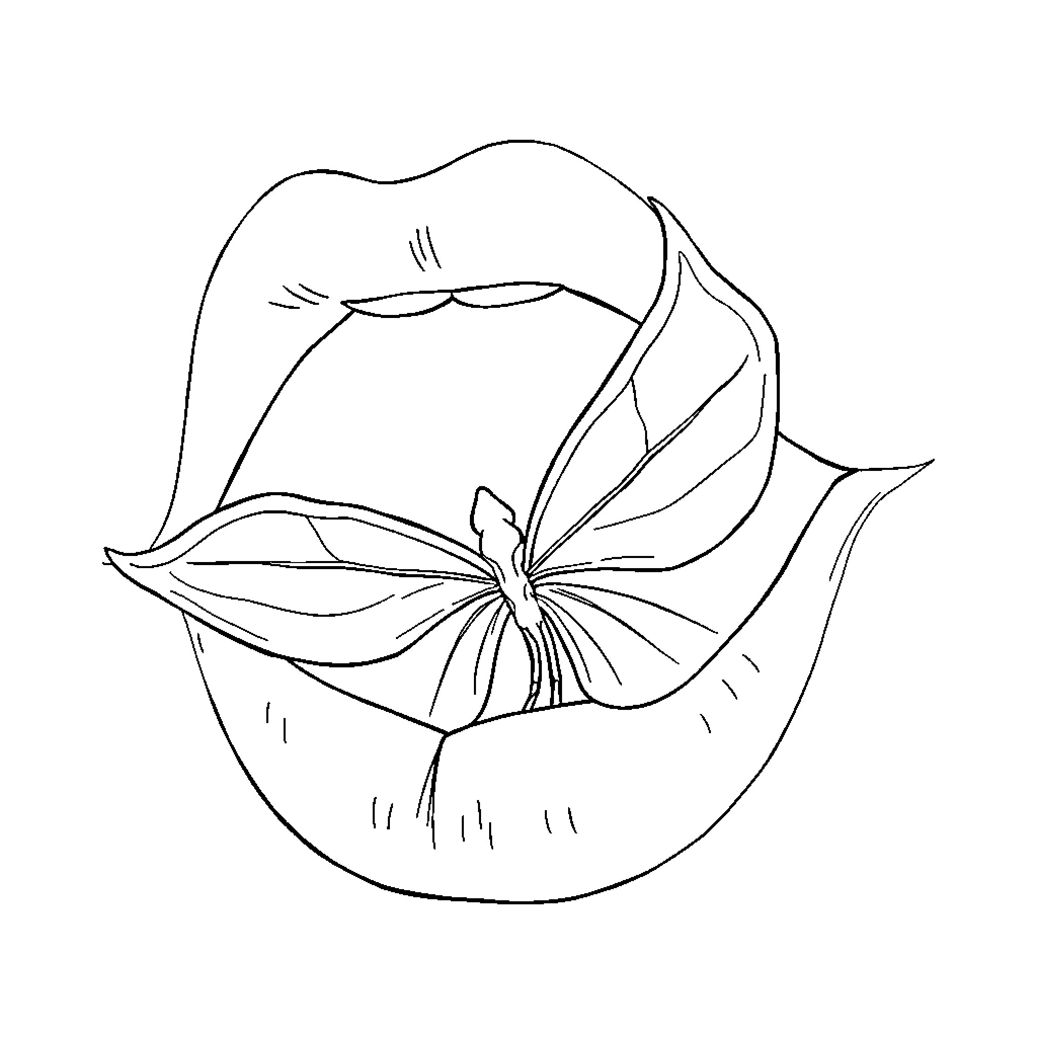 Spider crawling out of an orange slice Coloring Page (free black-and-white line drawing printable PDF for all, from beginners to advanced learners, including children, teens, adults, and seniors)