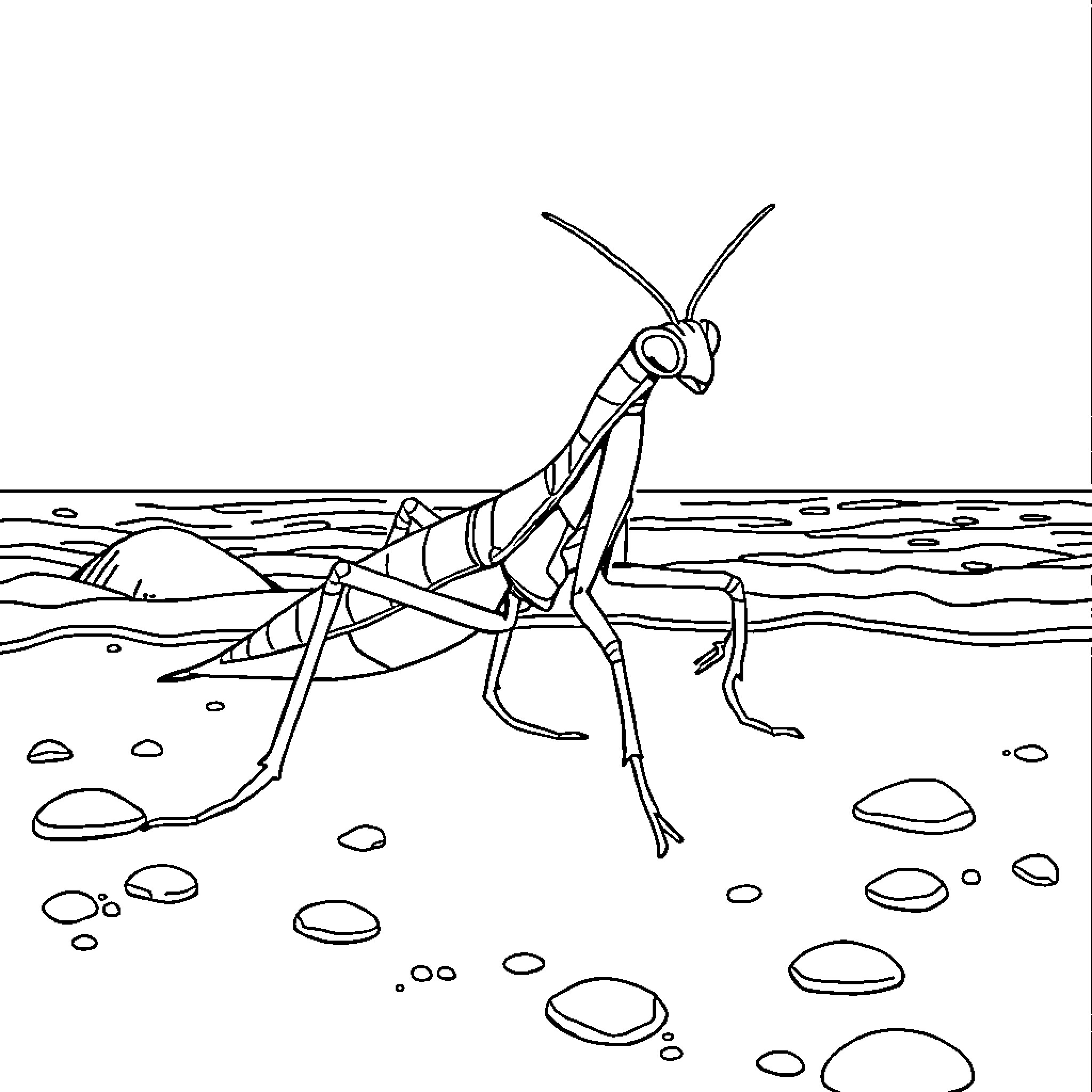 Mantis perched on a rocky surface Coloring Page (free black-and-white line drawing printable PDF for all, from beginners to advanced learners, including children, teens, adults, and seniors)