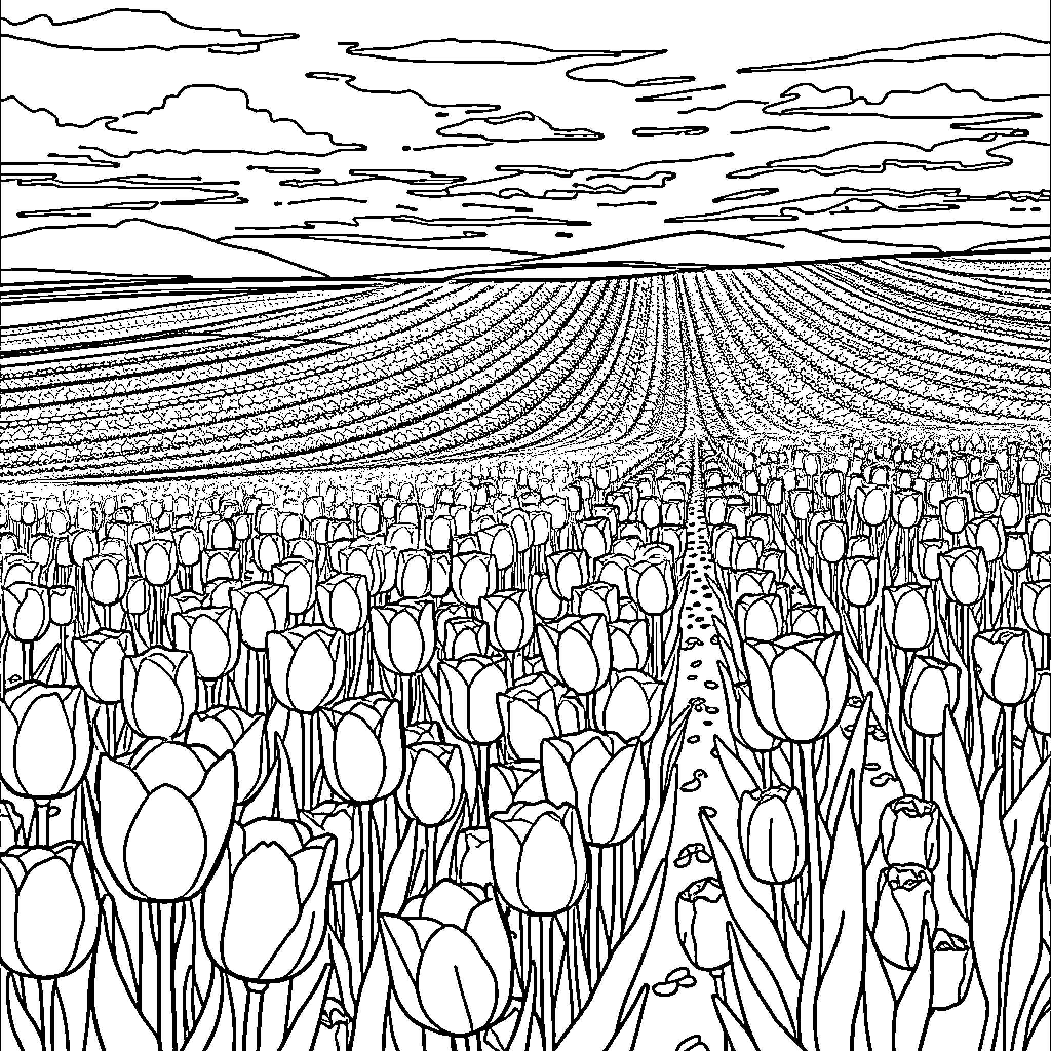 Tulip Field in Bloom Under Dramatic Skies Coloring Page (free black-and-white line drawing printable PDF for all, from beginners to advanced learners, including children, teens, adults, and seniors)