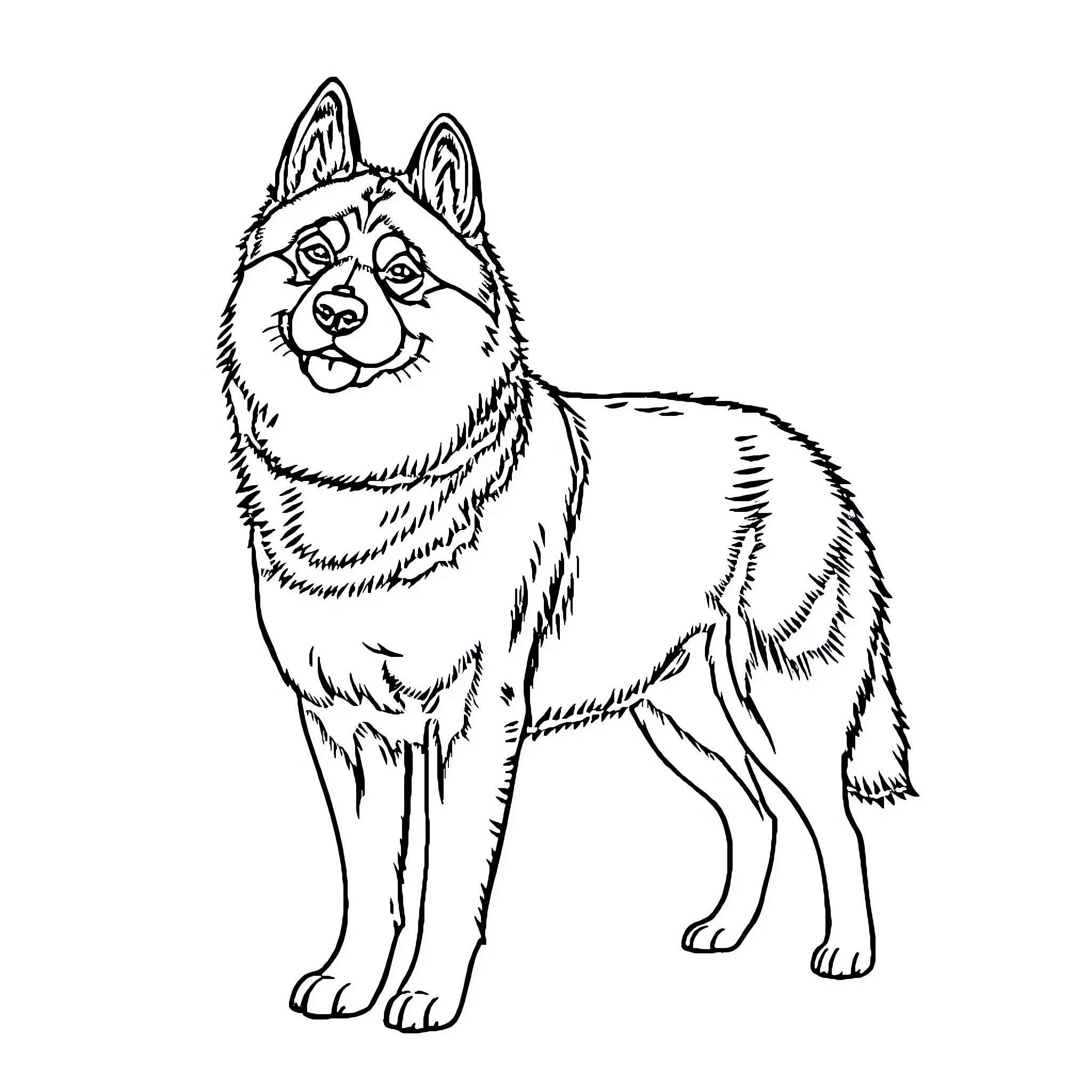 Akita dog standing alert and attentive Coloring Page (free black-and-white line drawing printable PDF for all, from beginners to advanced learners, including children, teens, adults, and seniors)