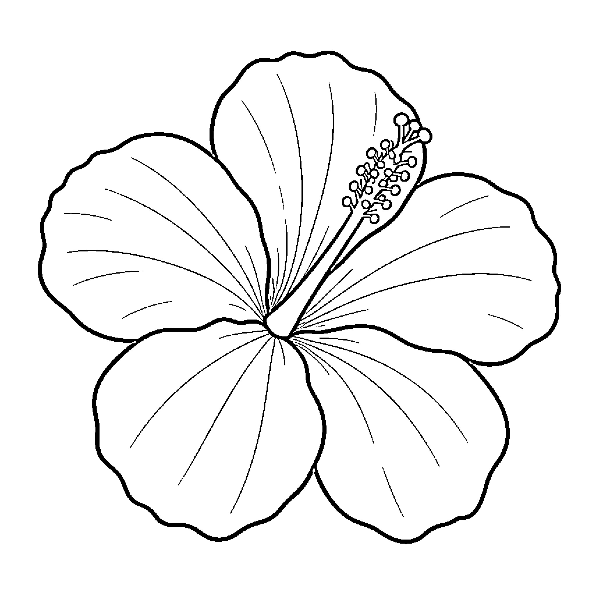 Hibiscus flower blooming in full detail Coloring Page (free black-and-white line drawing printable PDF for all, from beginners to advanced learners, including children, teens, adults, and seniors)
