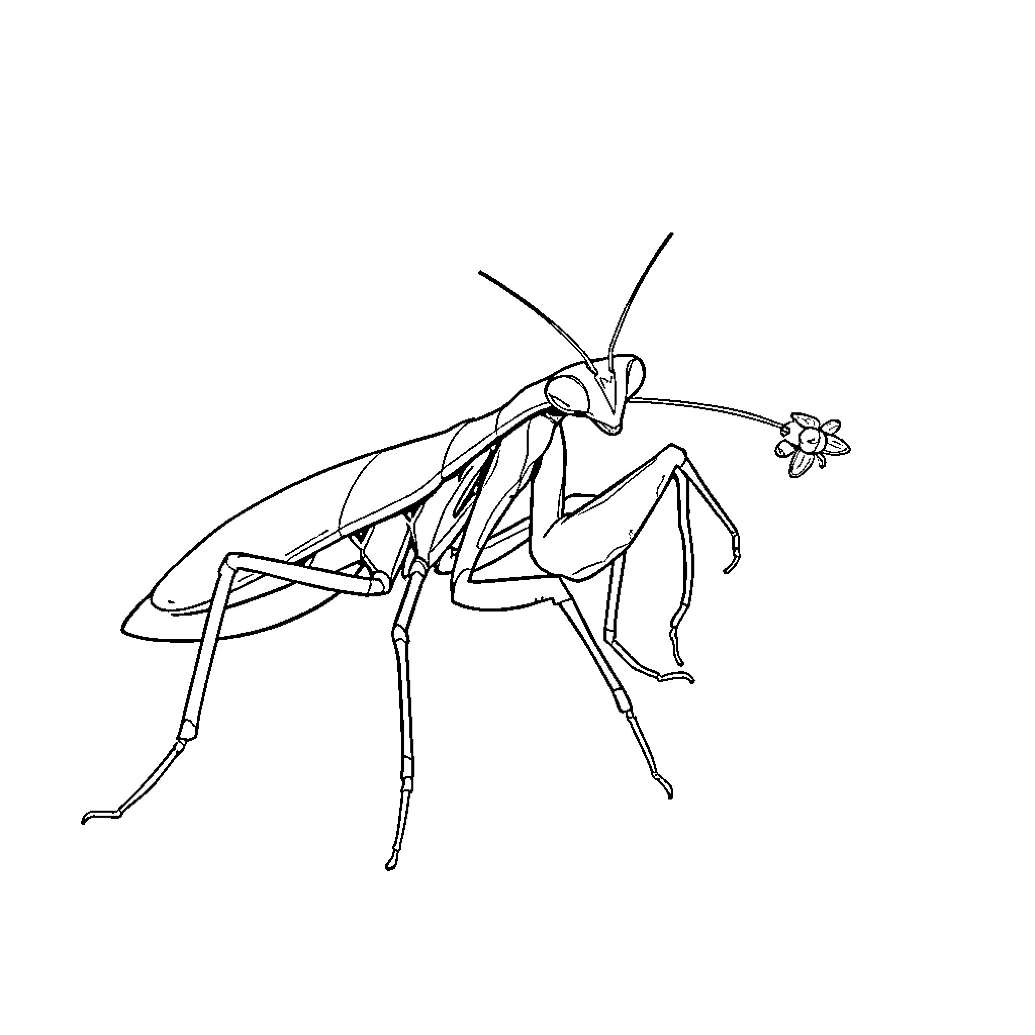Mantis exploring a small flower Coloring Page (free black-and-white line drawing printable PDF for all, from beginners to advanced learners, including children, teens, adults, and seniors)
