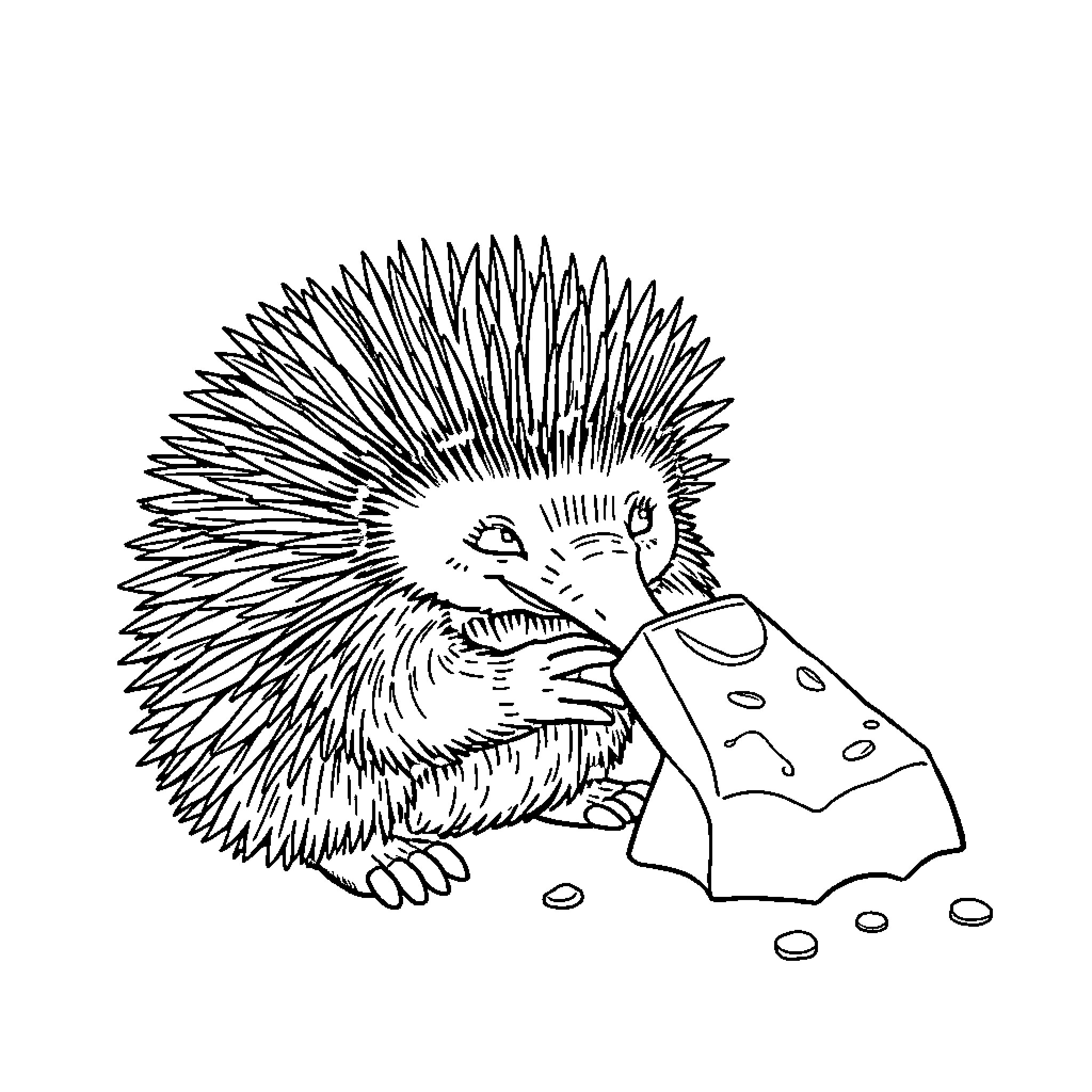 Echidna searching for food on the ground Coloring Page (free black-and-white line drawing printable PDF for all, from beginners to advanced learners, including children, teens, adults, and seniors)
