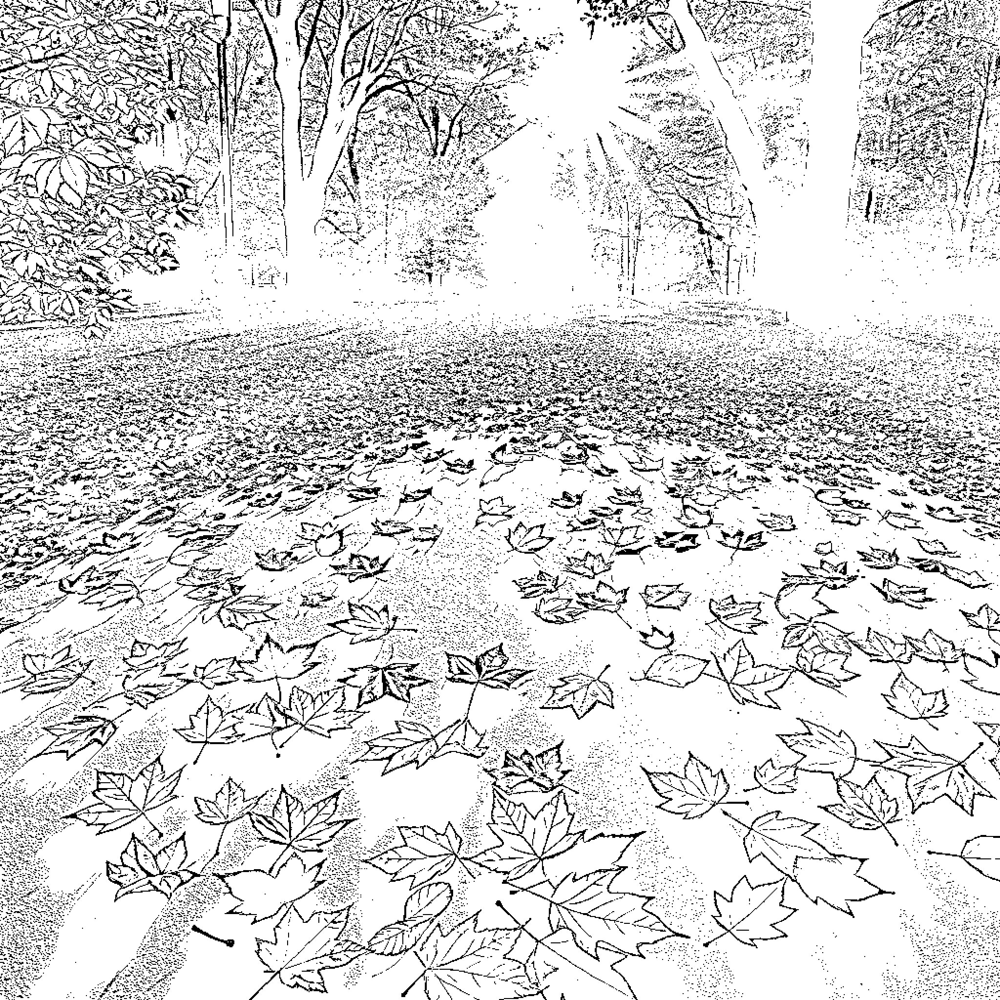 Leaf-covered forest path with sunbeams Coloring Page (free black-and-white line drawing printable PDF for all, from beginners to advanced learners, including children, teens, adults, and seniors)