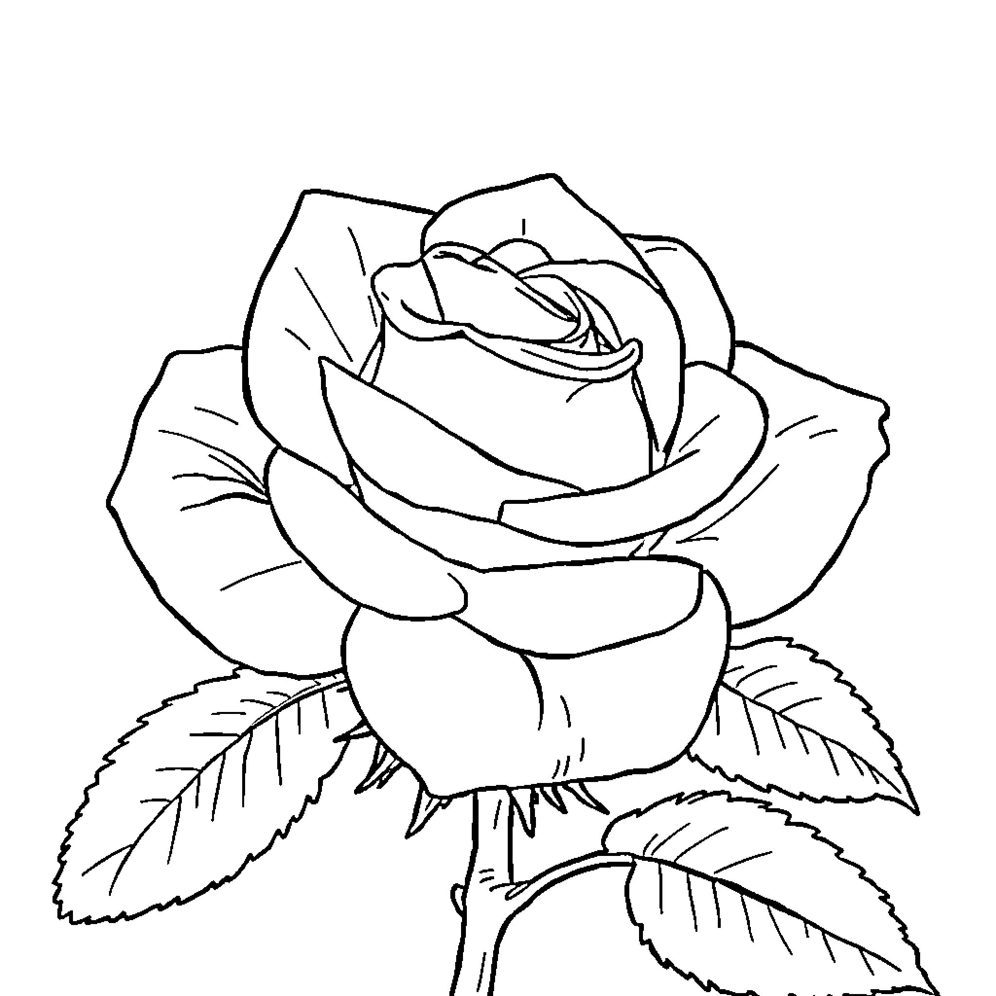 Rose in Bloom Coloring Page (free black-and-white line drawing printable PDF for all, from beginners to advanced learners, including children, teens, adults, and seniors)