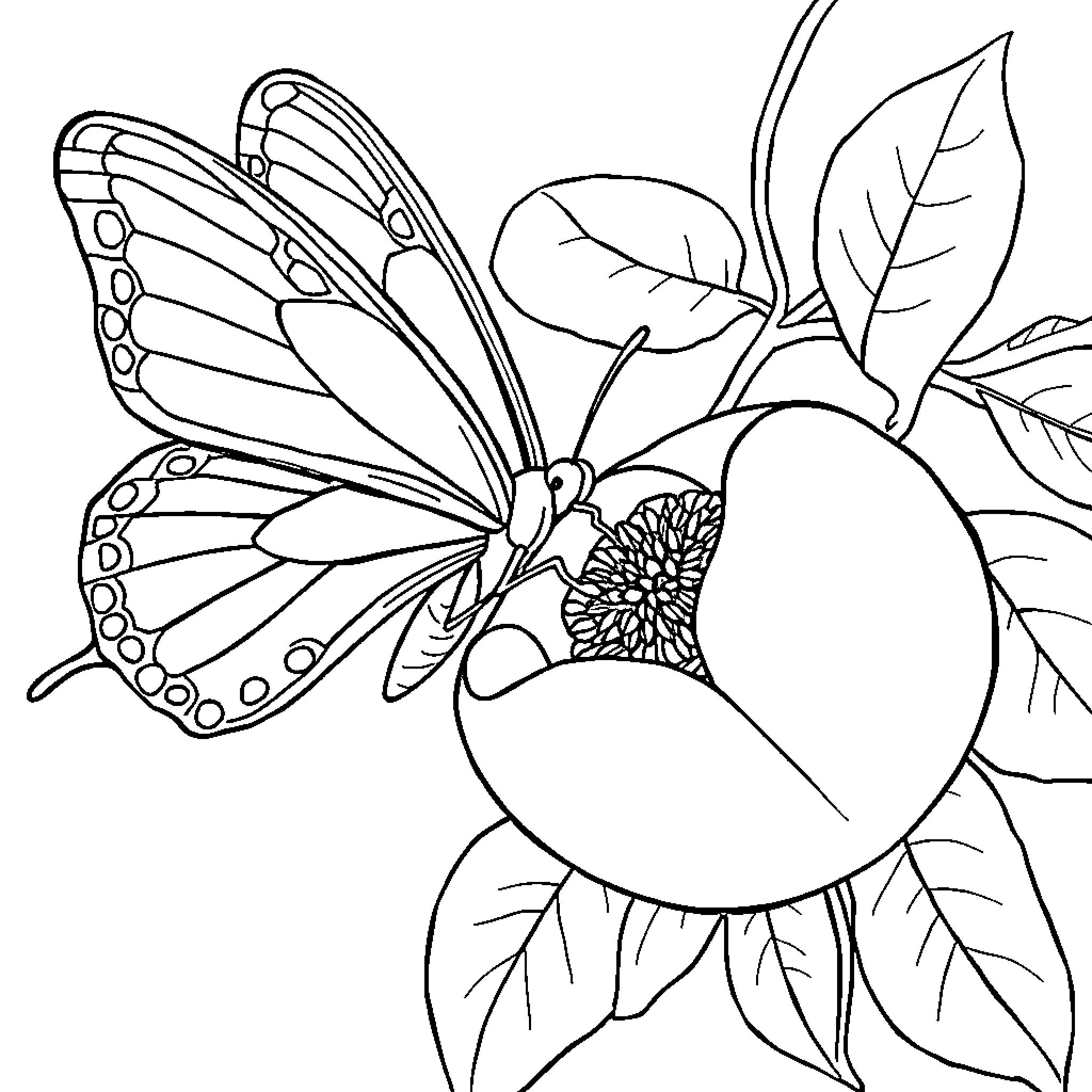 Butterfly with Floral Elements Coloring Page (free black-and-white line drawing printable PDF for all, from beginners to advanced learners, including children, teens, adults, and seniors)