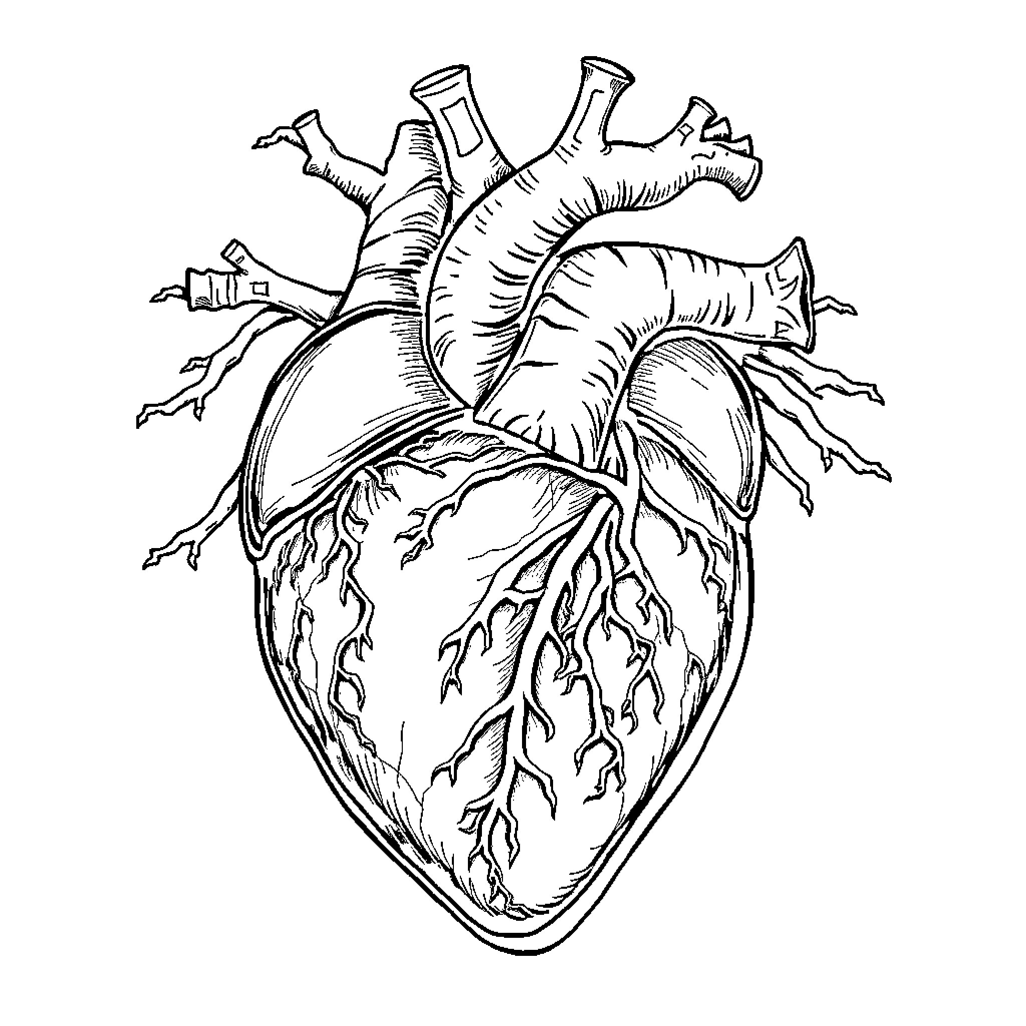 Heart of Intricate Anatomy Coloring Page (free black-and-white line drawing printable PDF for all, from beginners to advanced learners, including children, teens, adults, and seniors)