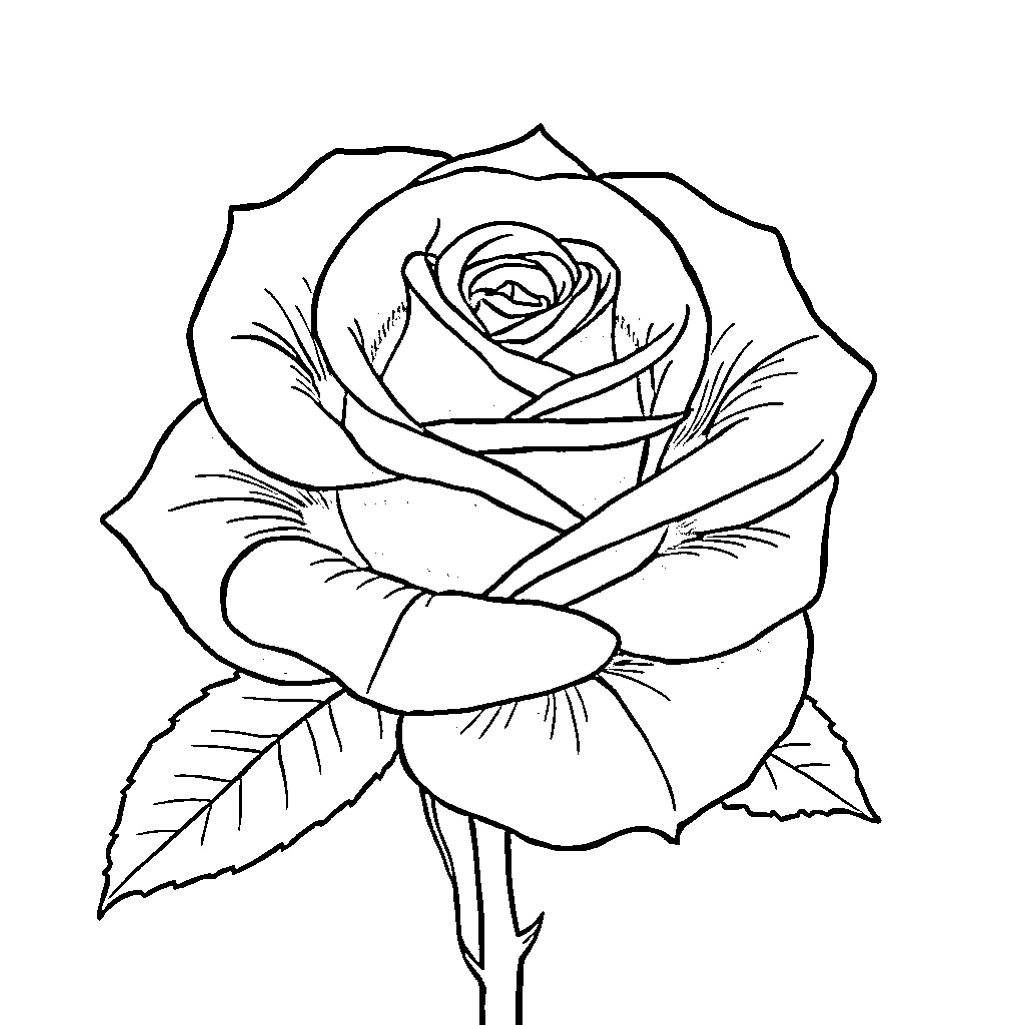 Rose blossoming with delicate petals Coloring Page (free black-and-white line drawing printable PDF for all, from beginners to advanced learners, including children, teens, adults, and seniors)