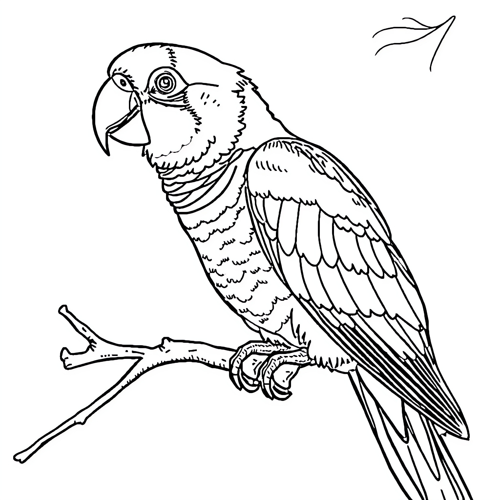 Quaker Parrot perching on a branch Coloring Page (free black-and-white line drawing printable PDF for all, from beginners to advanced learners, including children, teens, adults, and seniors)