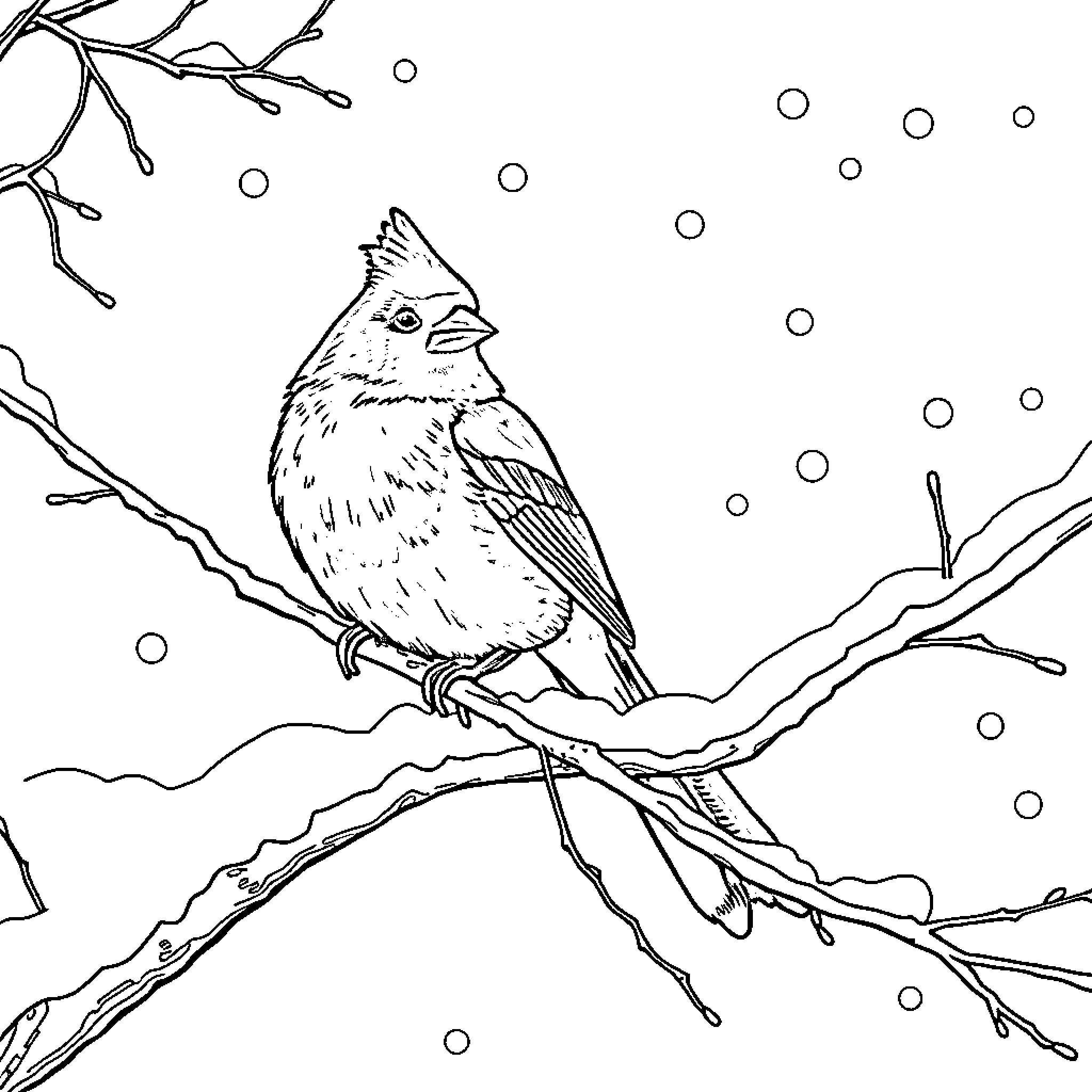 Cardinal perching amidst snowy branches Coloring Page (free black-and-white line drawing printable PDF for all, from beginners to advanced learners, including children, teens, adults, and seniors)